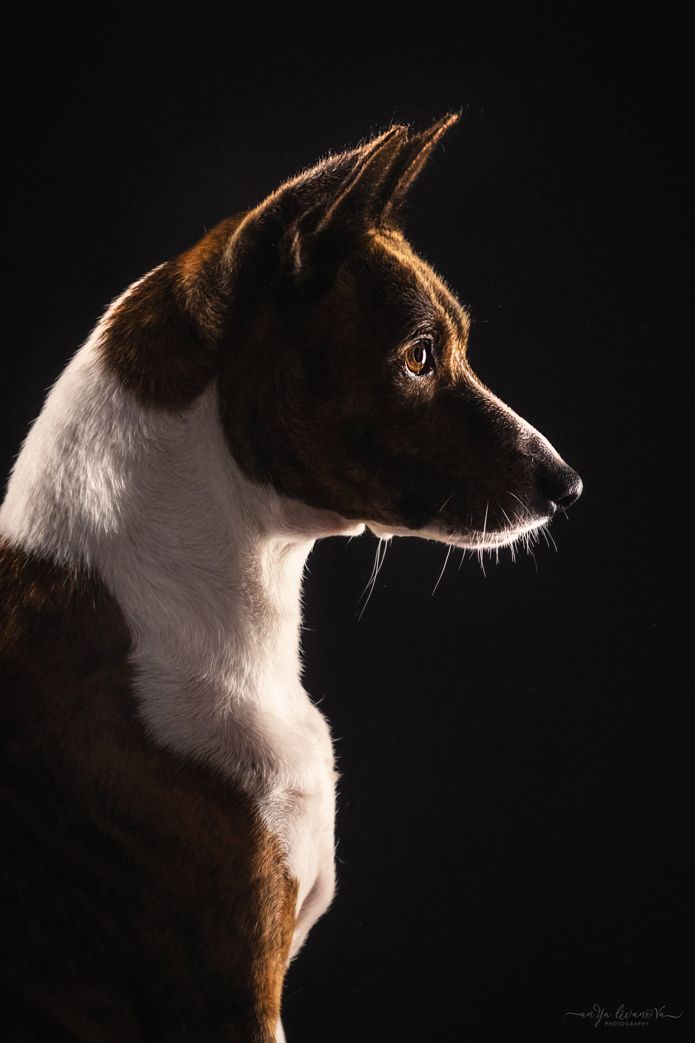 Стёпан. Фотограф анималист Аня Ливанова | Рыбинск