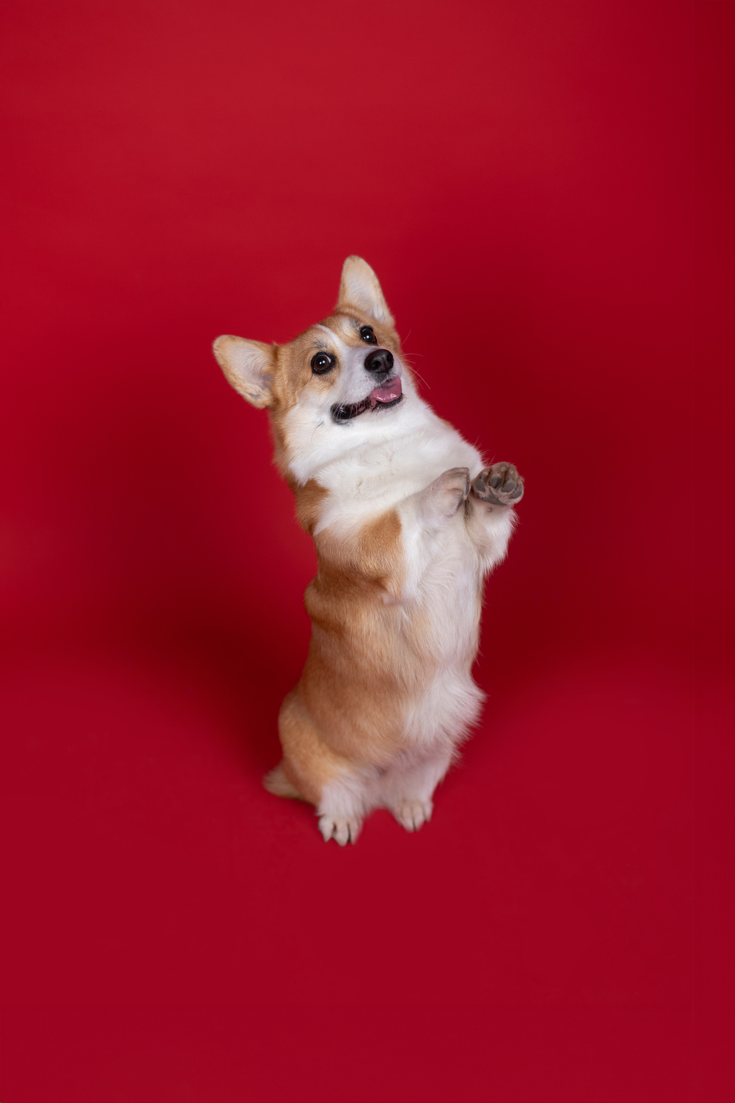 Новогодний Фотодень. Фотограф анималист Кристина Карпова, Москва