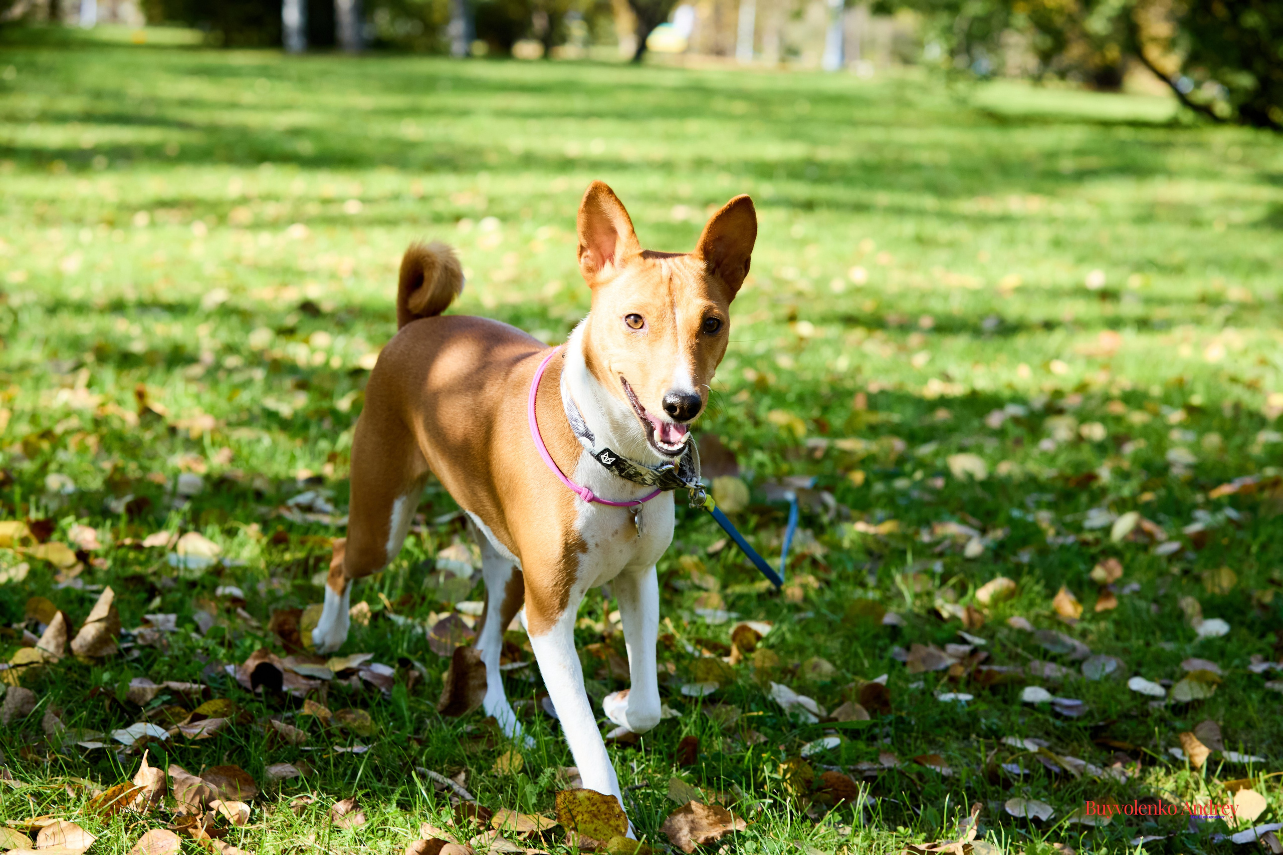 Басенджи и Аусси 21.09.2025. Buyvolenko Andrey
