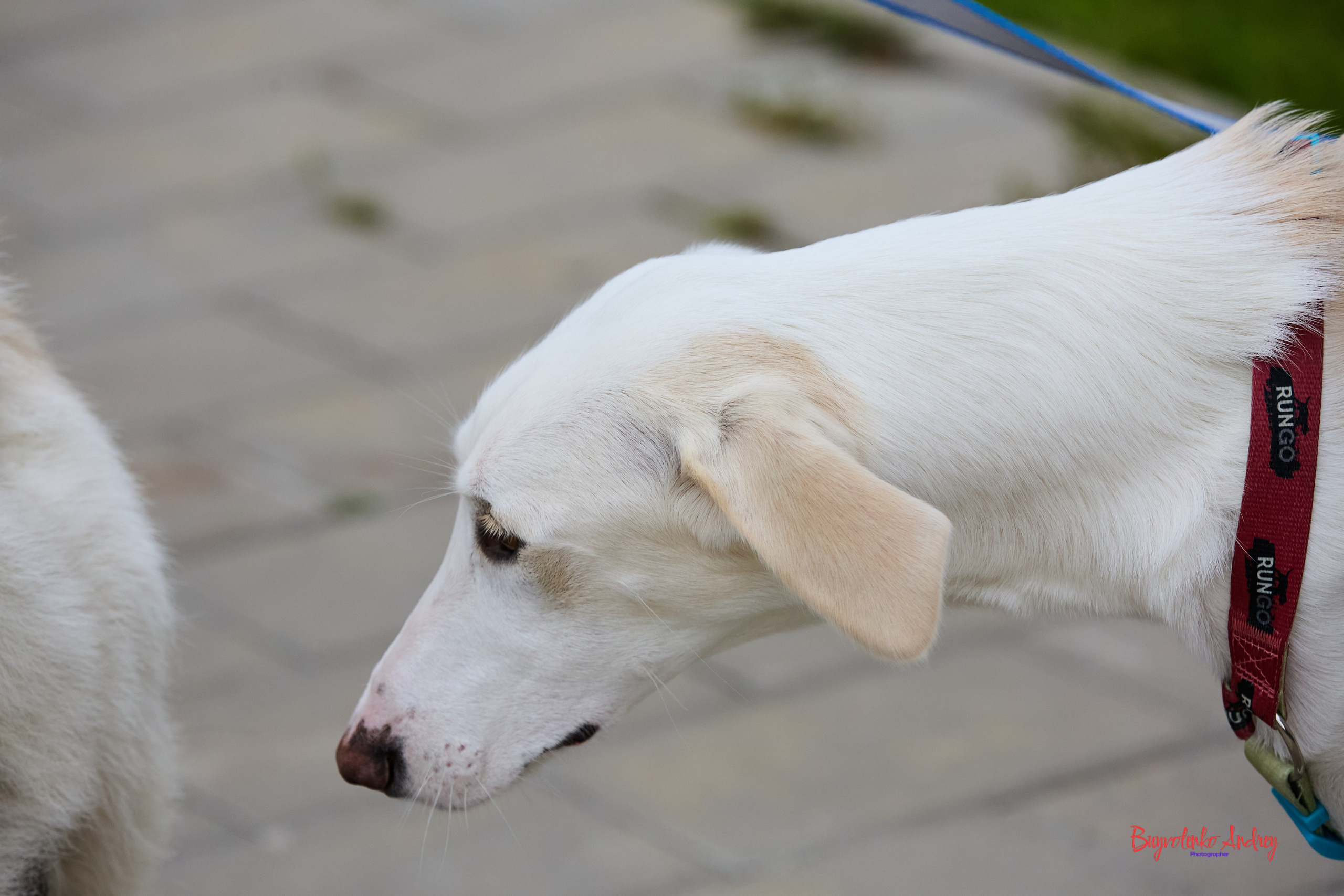 Проект фотопрогулка с хвостиком. Buyvolenko Andrey