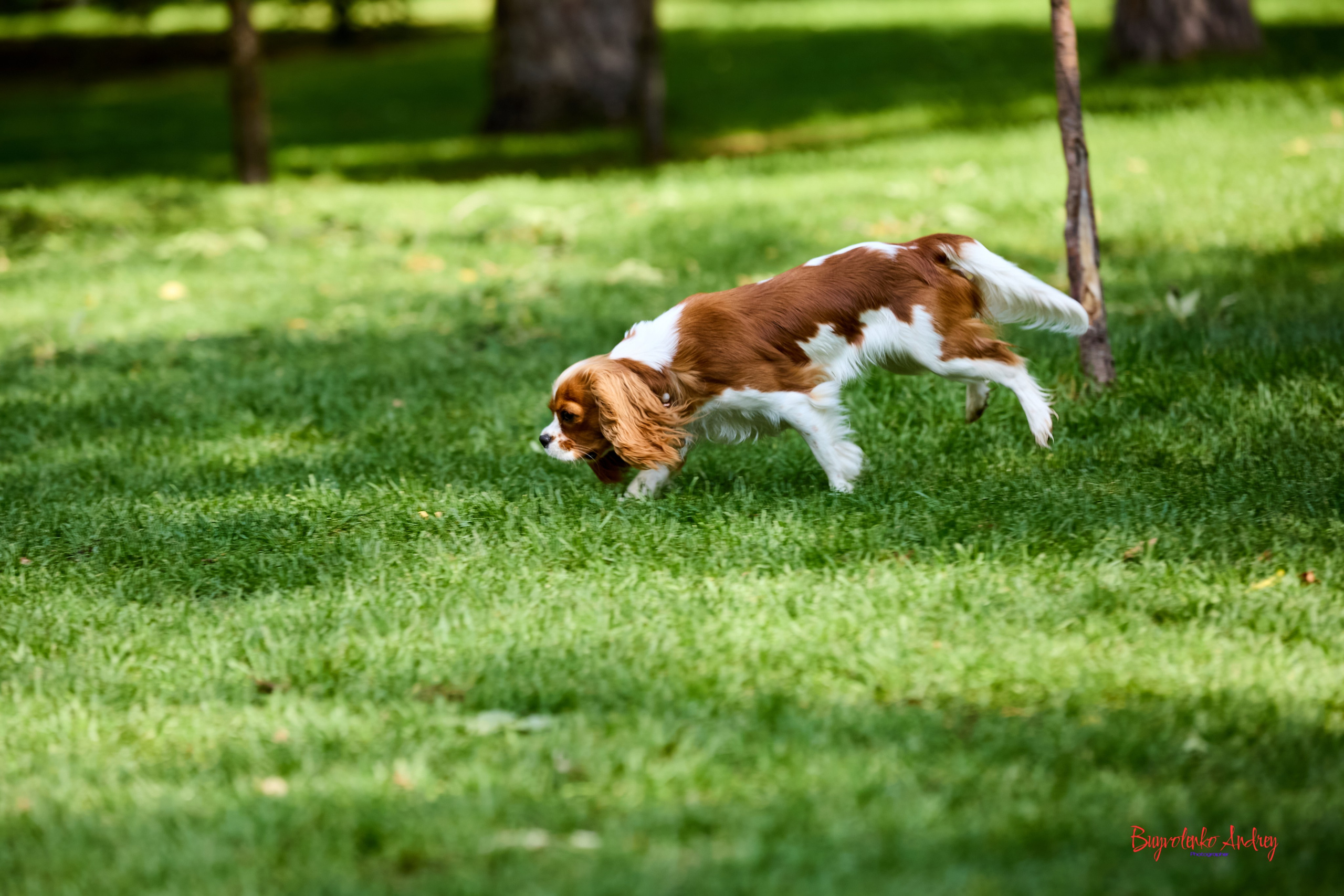 Фотопрогулка с кавалерами. Buyvolenko Andrey