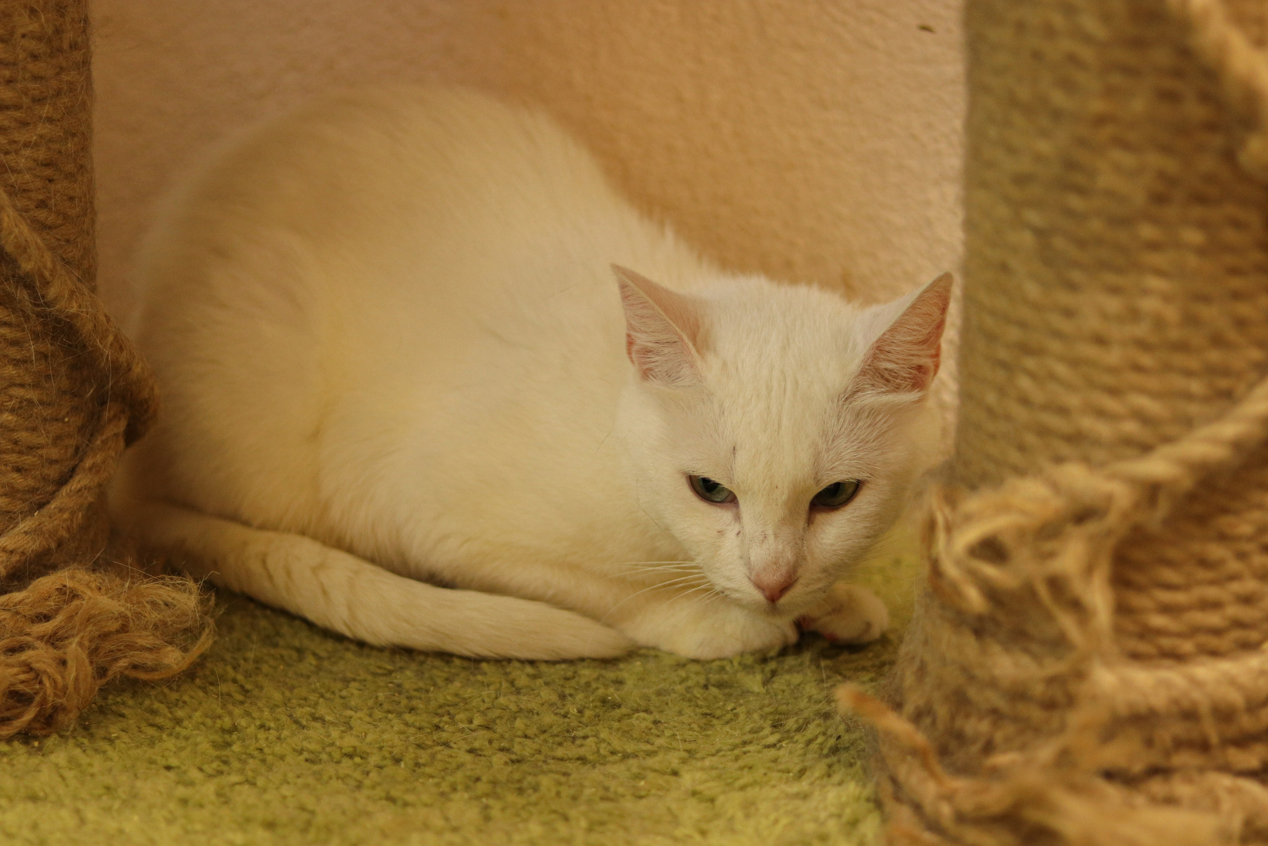 Петербургский дом кота (27 июня 2024). Ивентный фотограф в Санкт-Петербурге Олег Комков