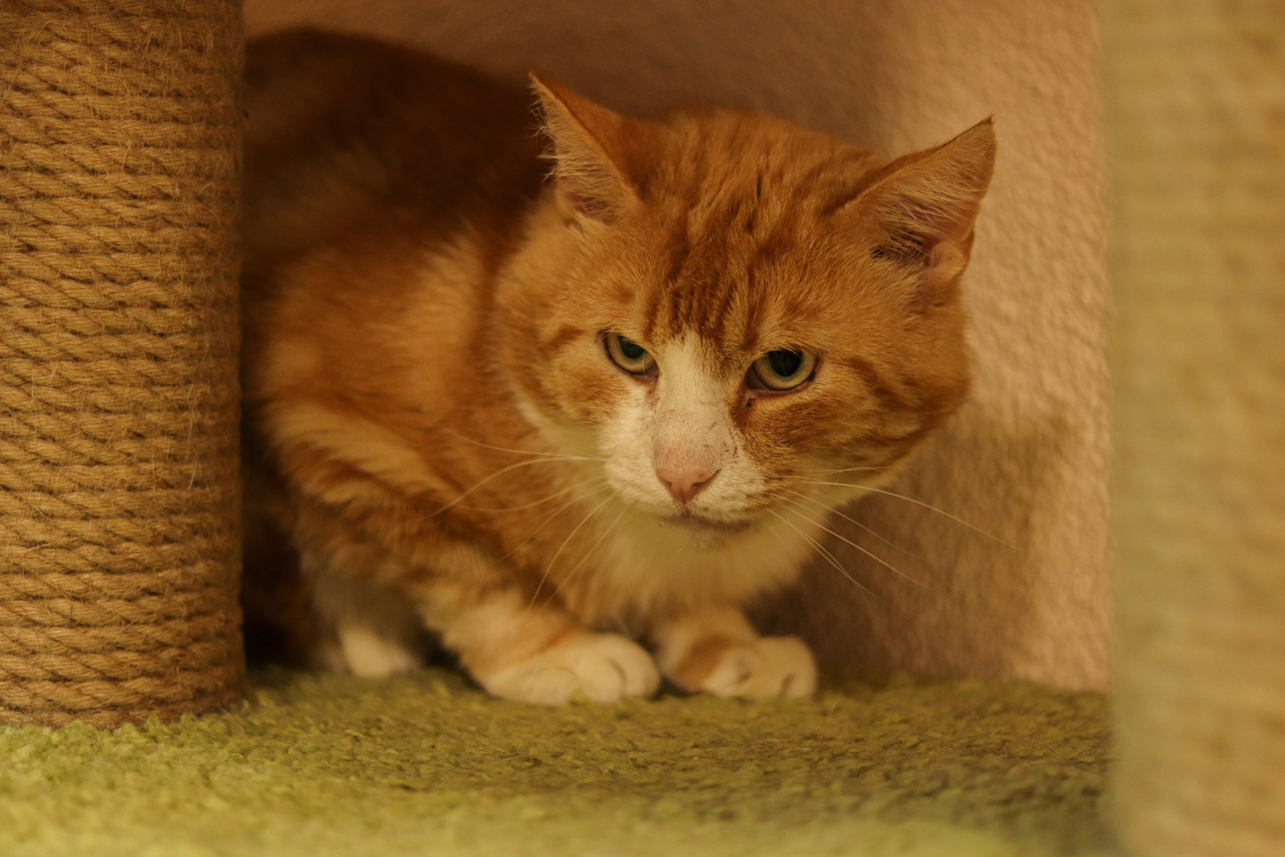 Петербургский дом кота (27 июня 2024). Ивентный фотограф в Санкт-Петербурге Олег Комков