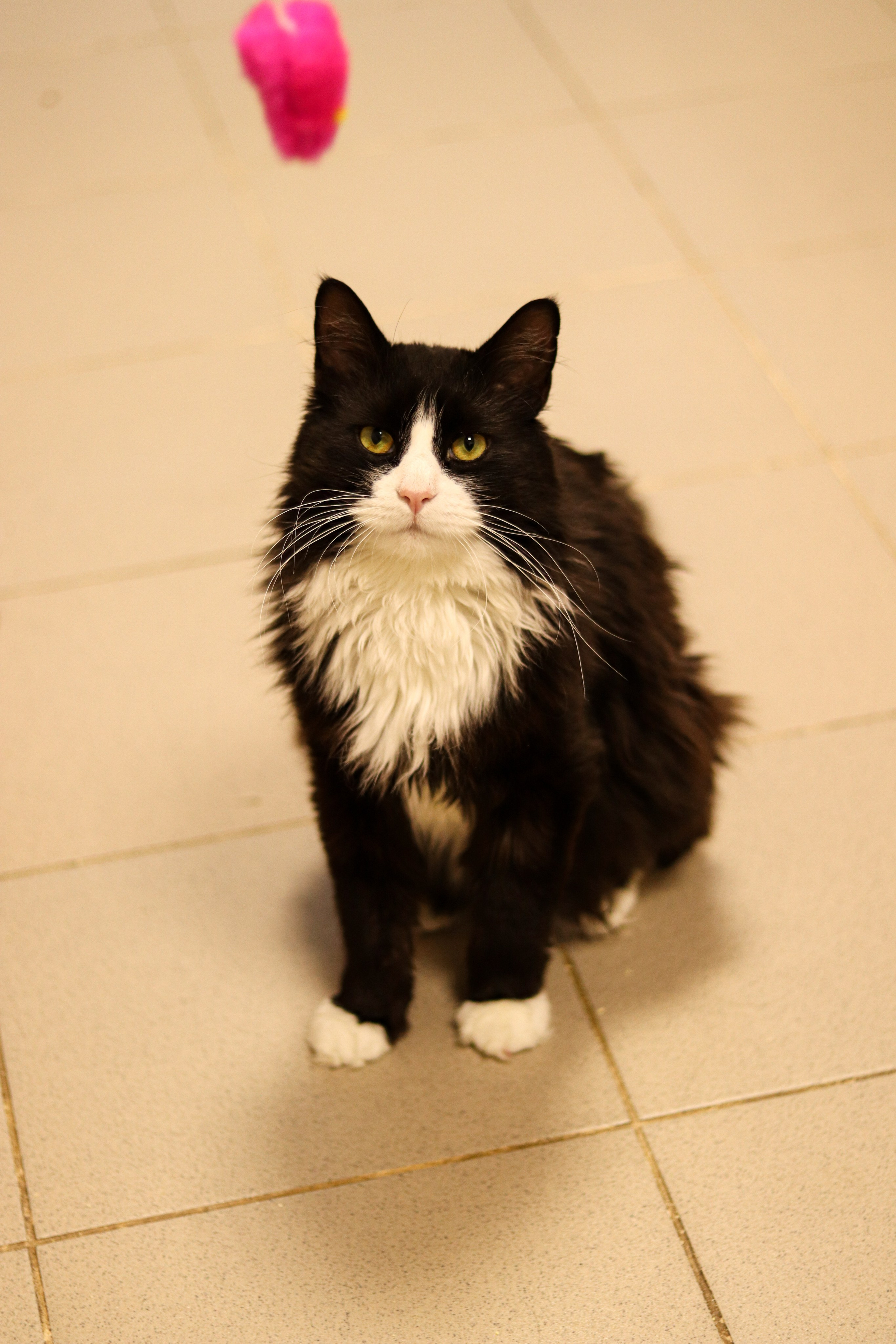 Петербургский дом кота (27 июня 2024). Ивентный фотограф в Санкт-Петербурге Олег Комков