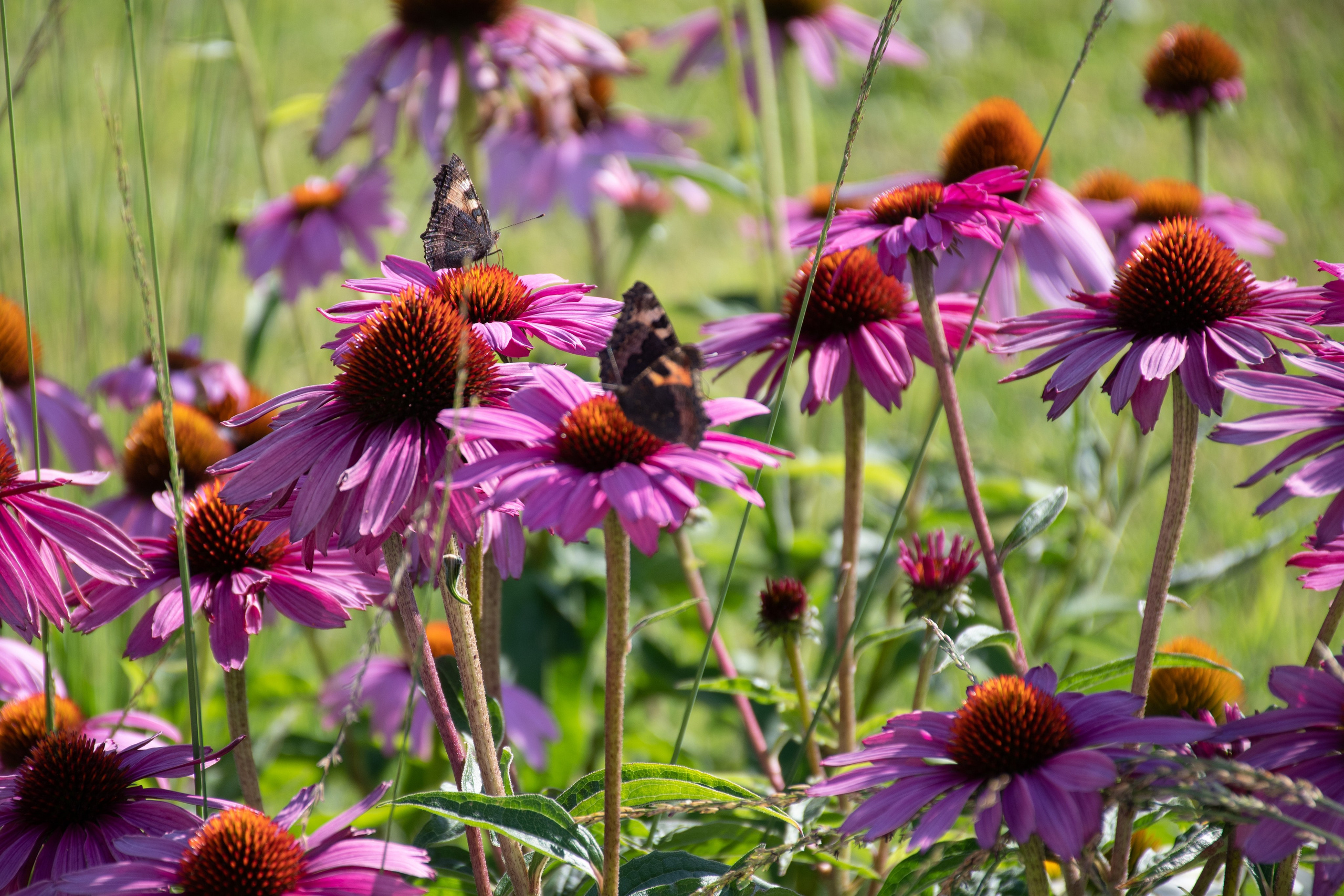 20220811 ВДНХ. Дмитрий Ремизов. Фотография, как хобби