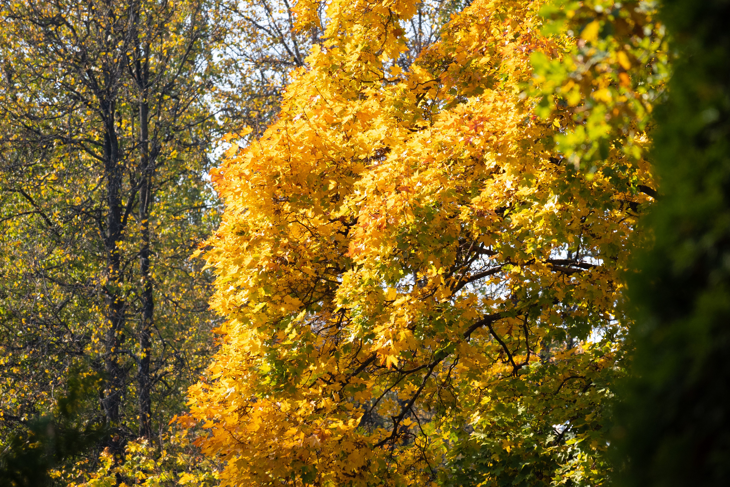 20241012 Измайлово. Дмитрий Ремизов. Фотография, как хобби