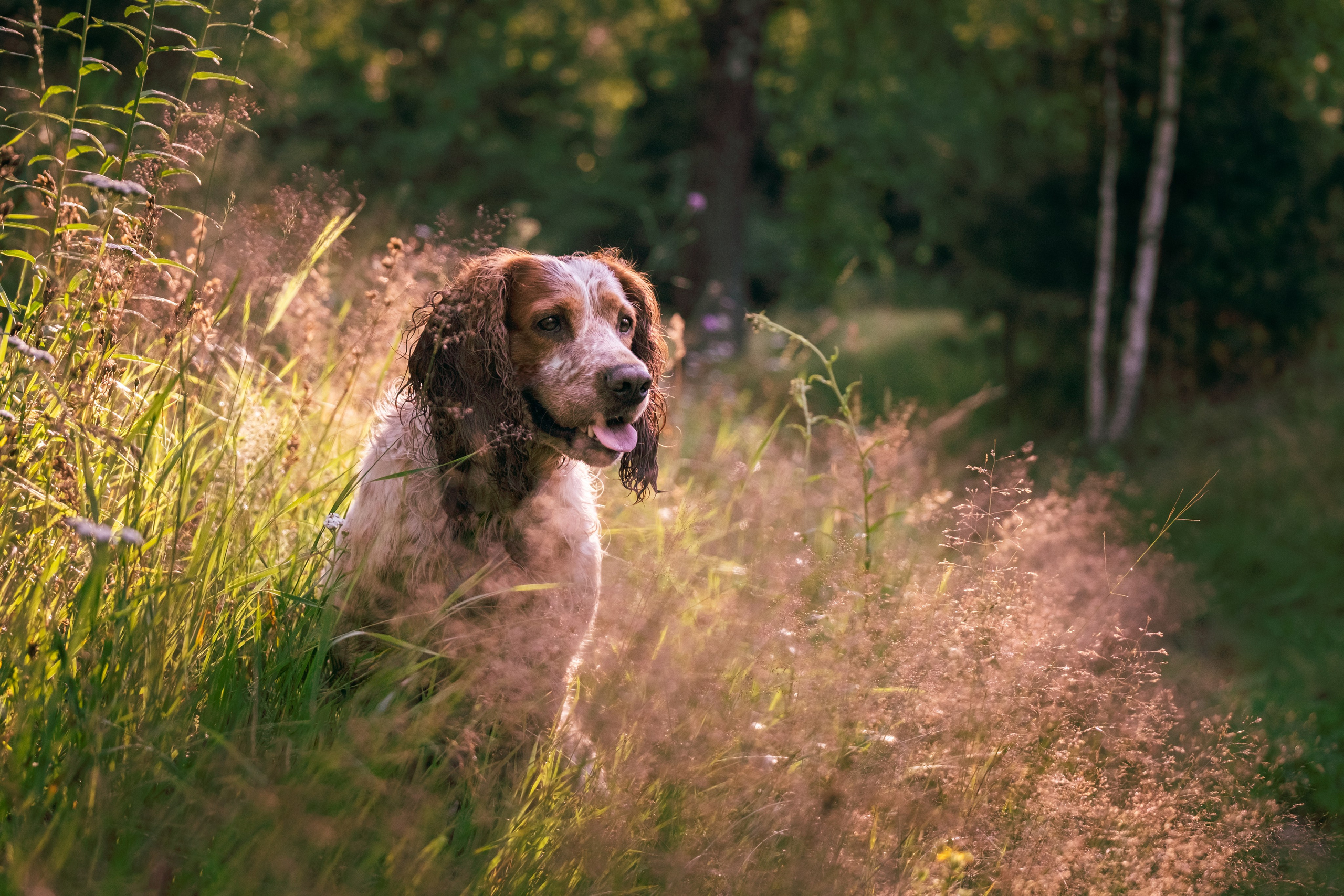 Спаниель Джет!. Зоофотограф, фотограф животных в Москве и области Дина Дамоцева