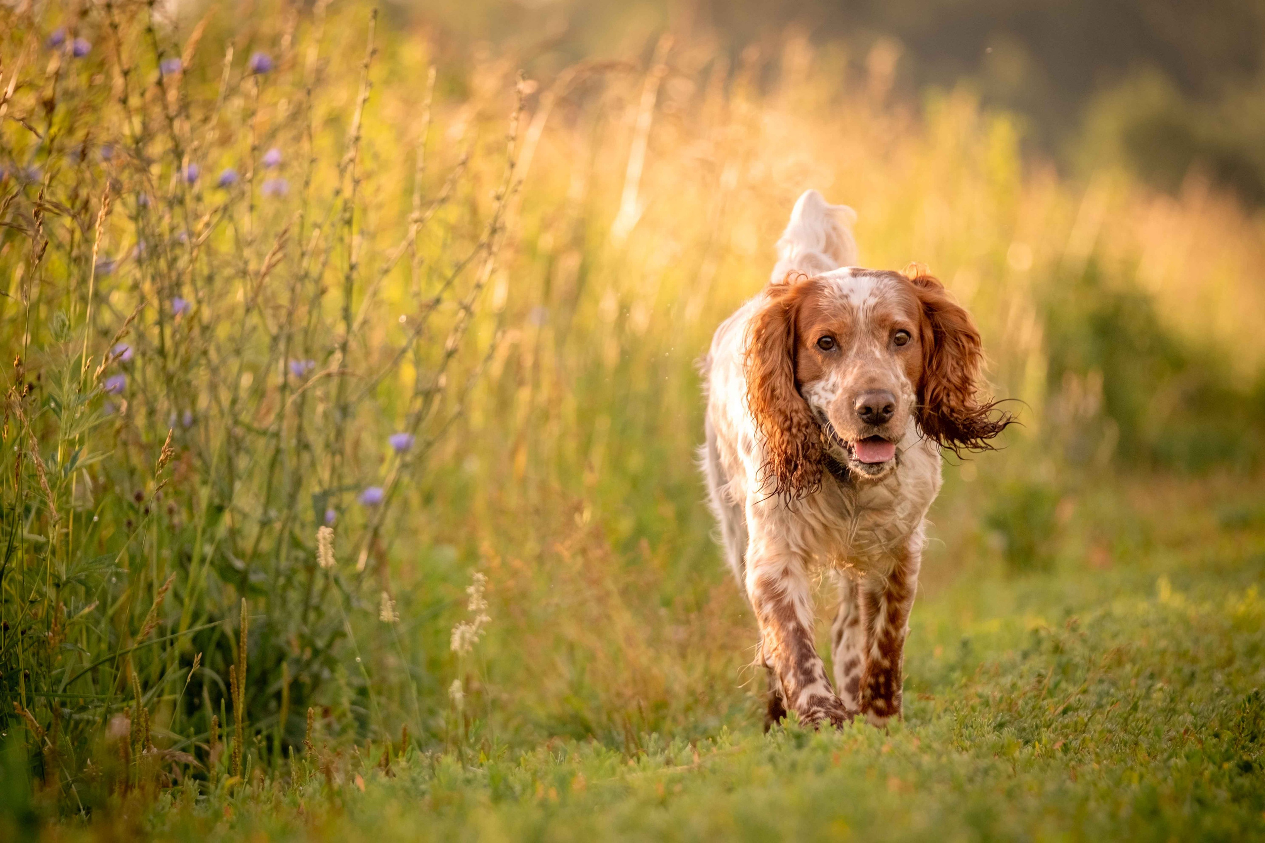 Спаниель Джет!. Зоофотограф, фотограф животных в Москве и области Дина Дамоцева