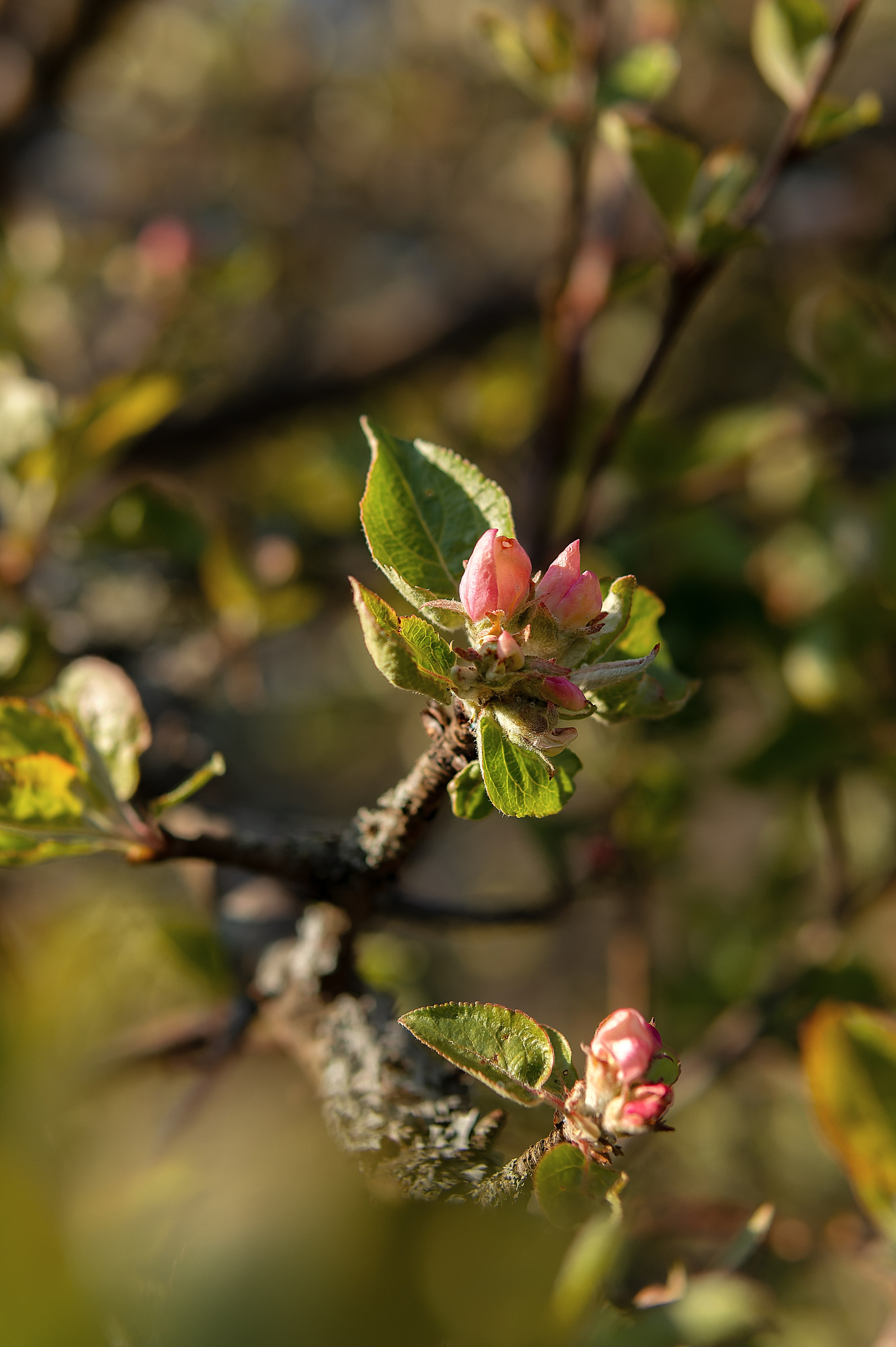 Семейная дачная фотосессия lifestyle