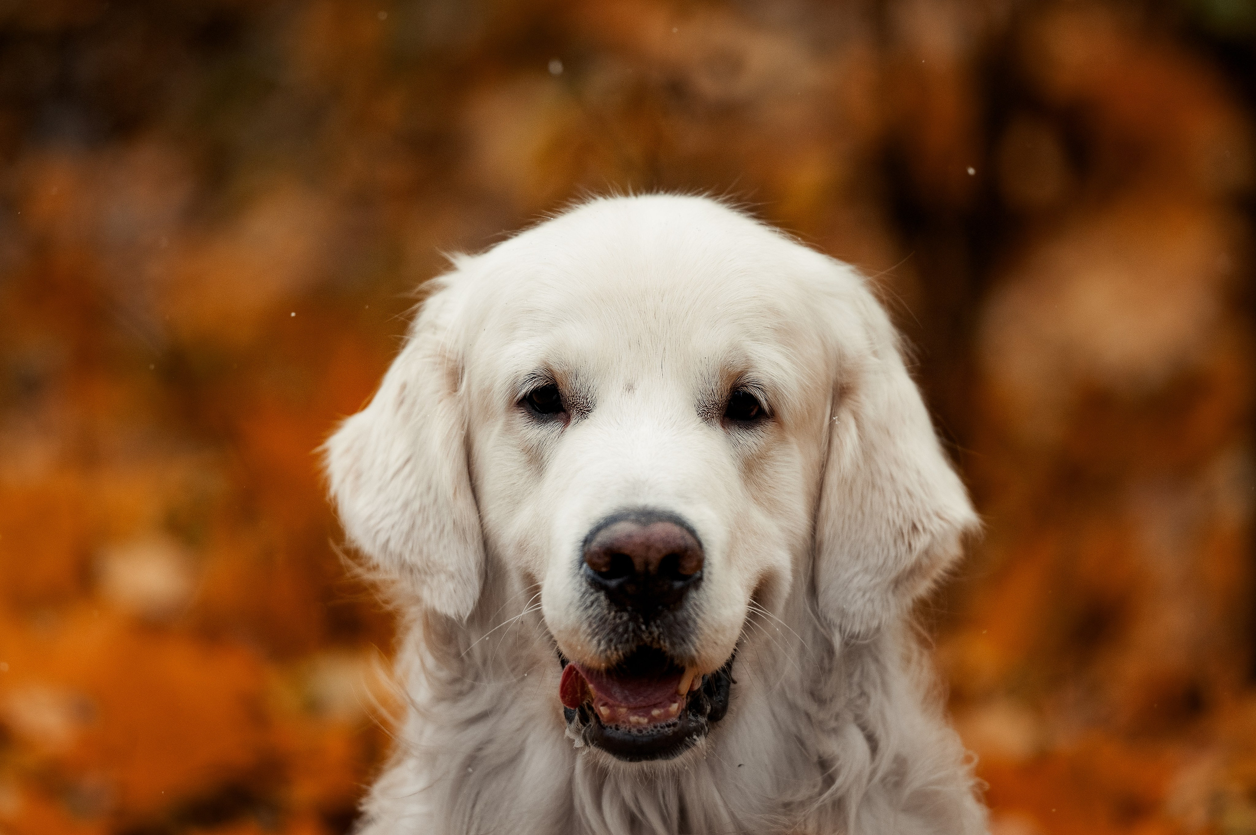 Айс и золотая осень. Фотограф-анималист