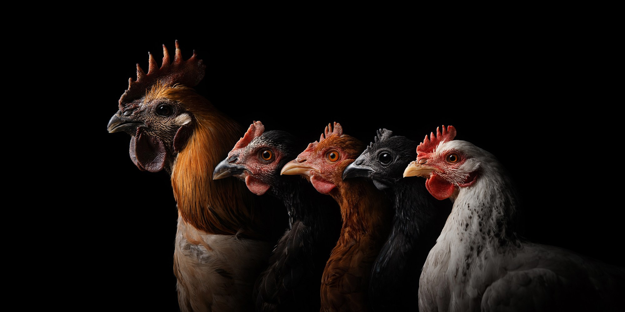 Проект портреты на чёрном фоне. Фотограф Анна Тюрина