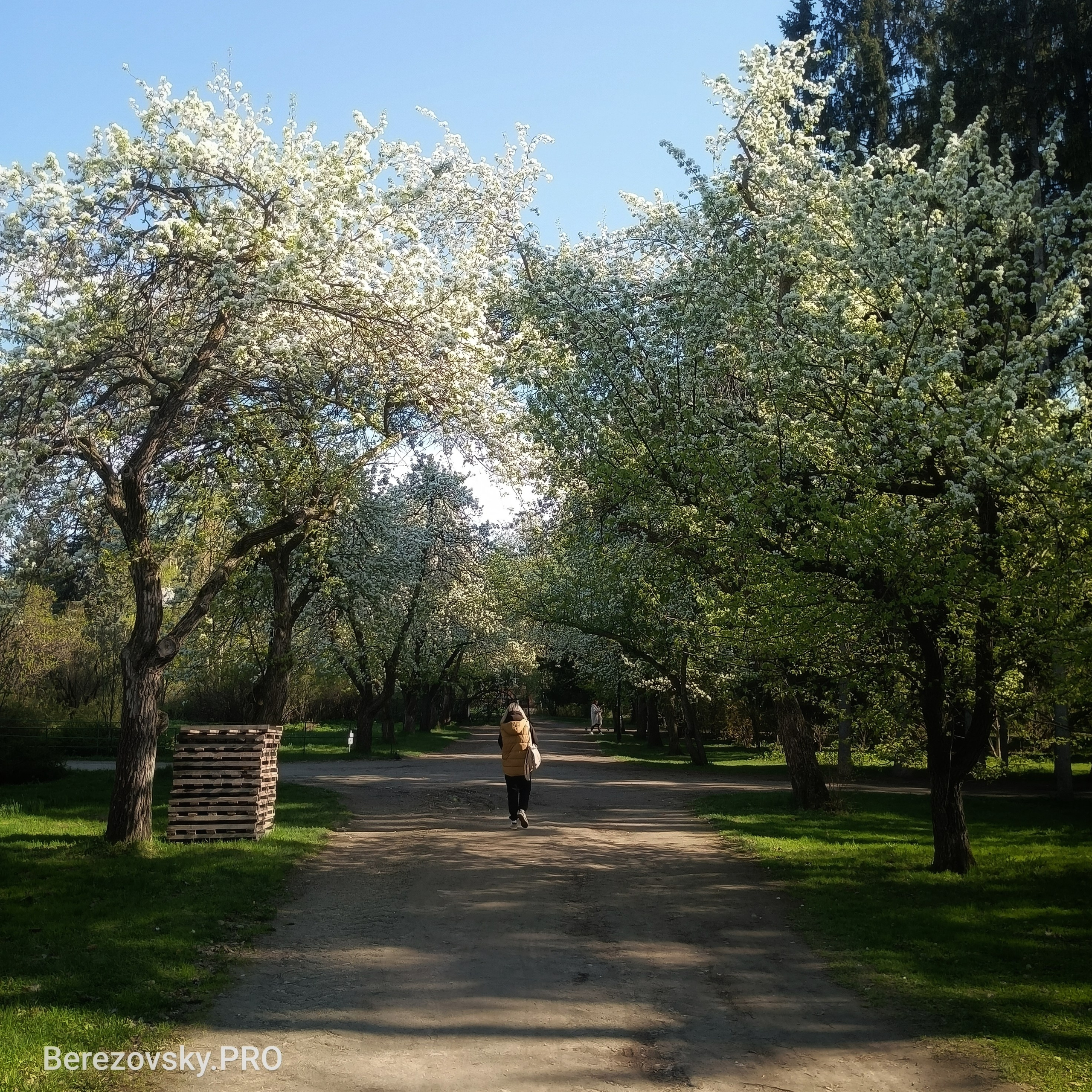 Солнечный. Фотограф в Санкт-Петербурге Березовский Даниил