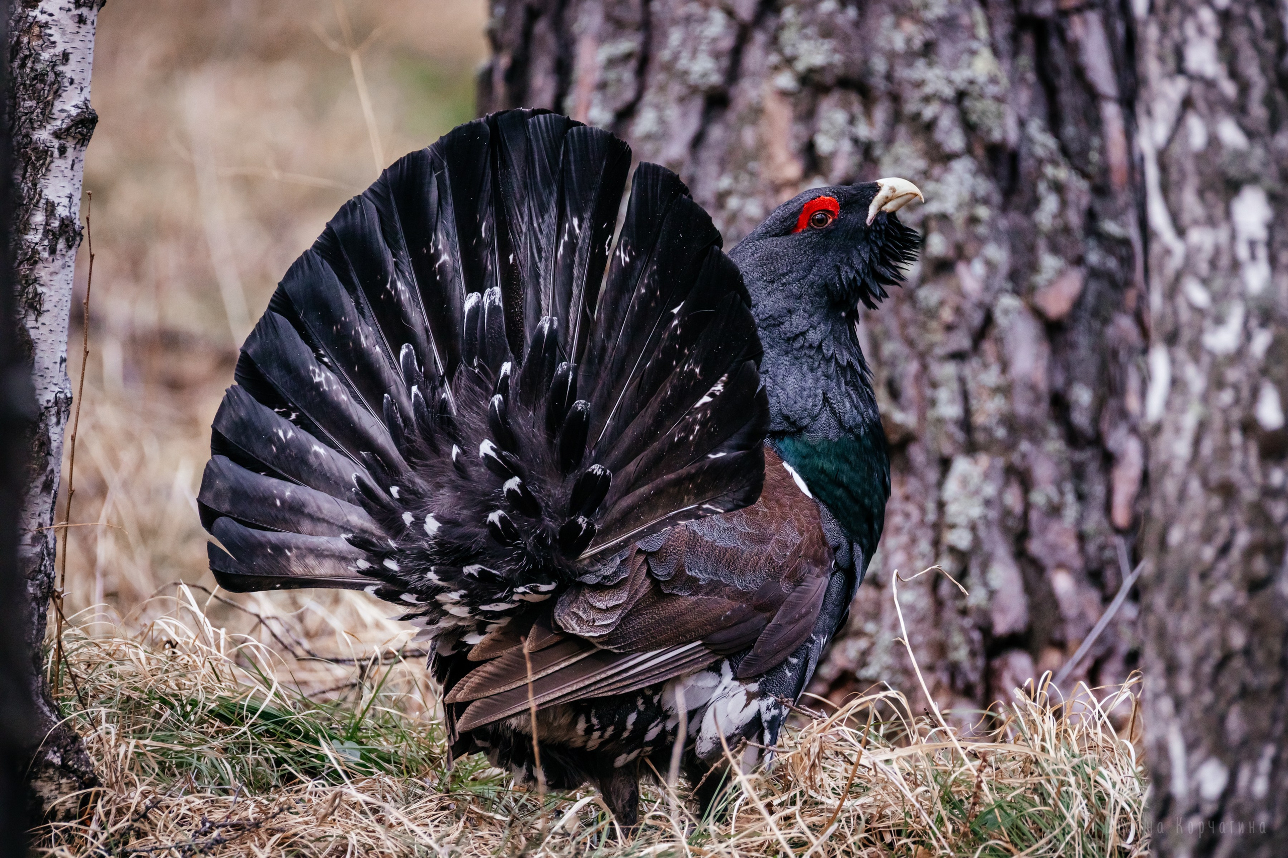 Глухарь. Фотограф в Красноярске Оксана Корчагина