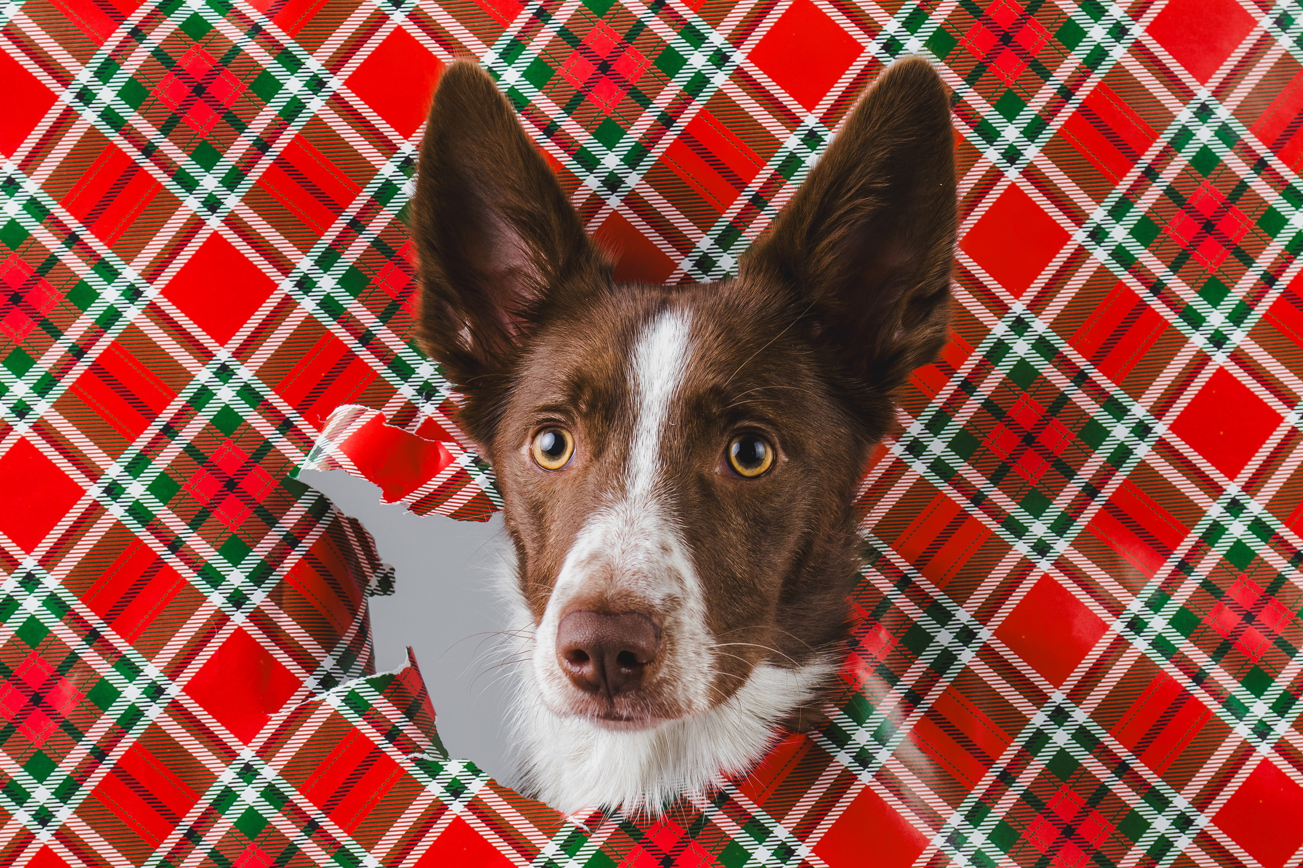 Воркшоп по импульсному свету