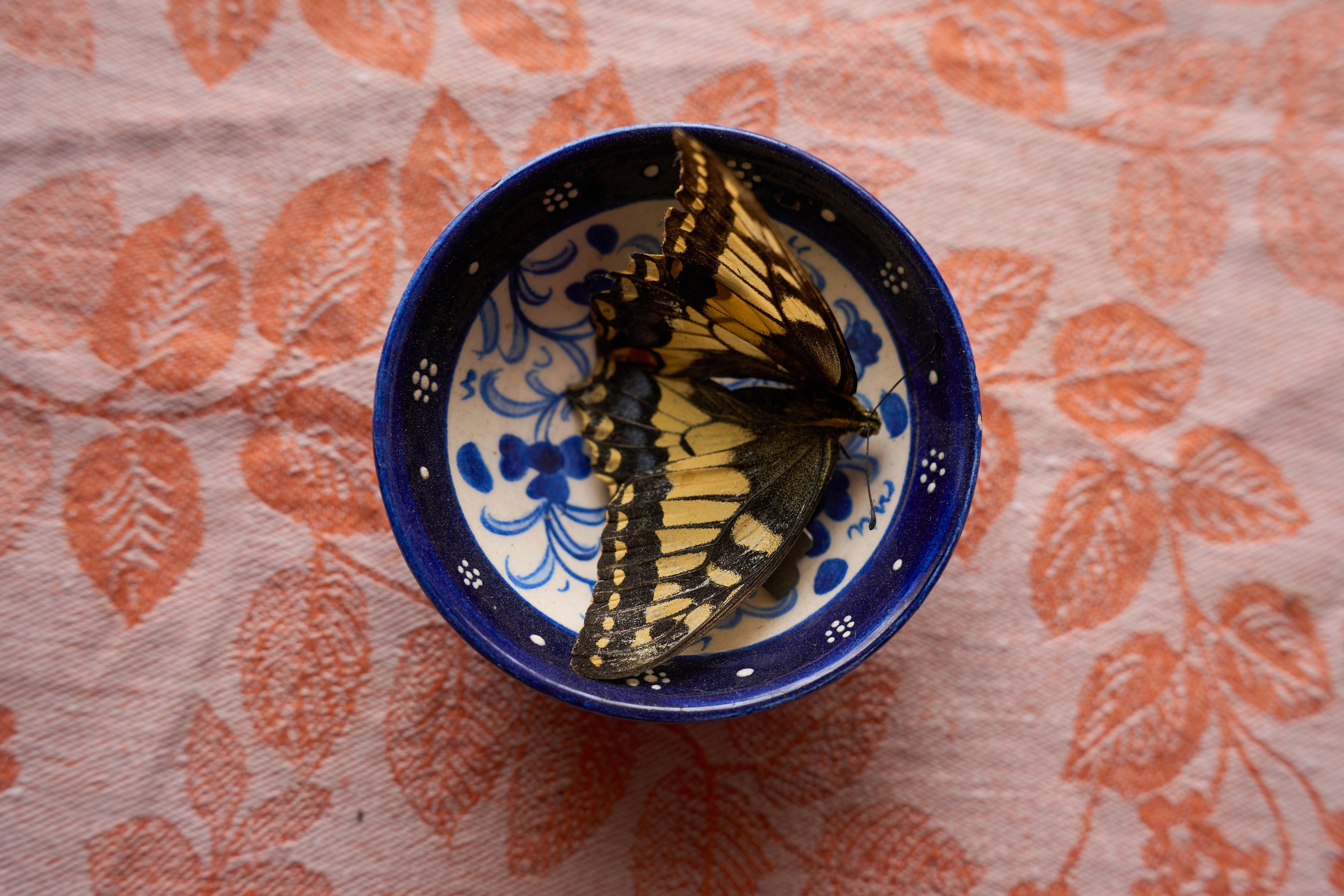 An accidentally dried butterfly in Lyubov Arbachakova’s bowl at her home in Ust-Kabyrza on March 7, 2025. She decided to preserve its beauty — just as she preserves the language and culture of her people. Through her work, she saves what little remains of the Shor worldview — a fragile culture at the edge of extinction.