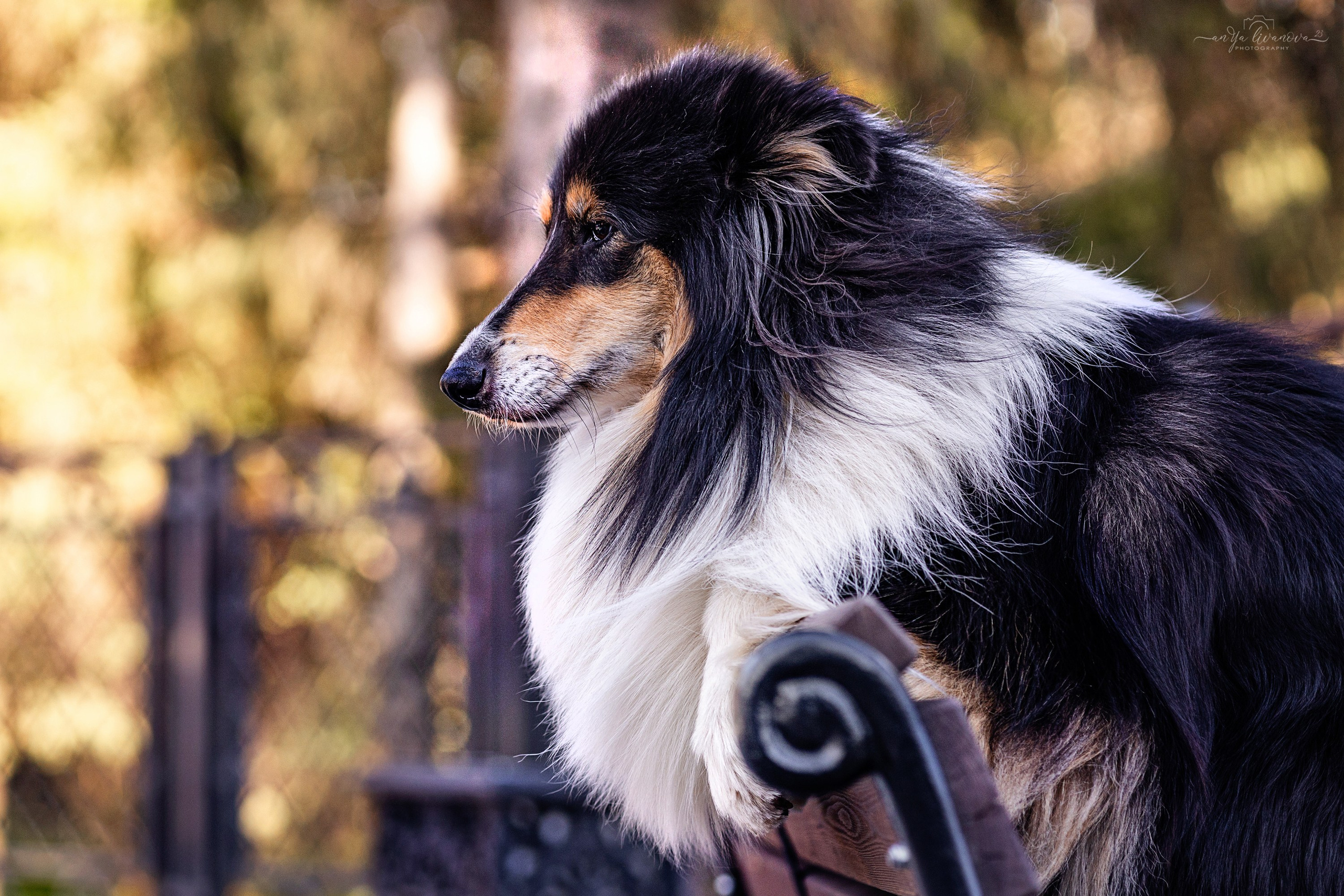 Оля и Вива. Фотограф анималист Аня Ливанова | Рыбинск