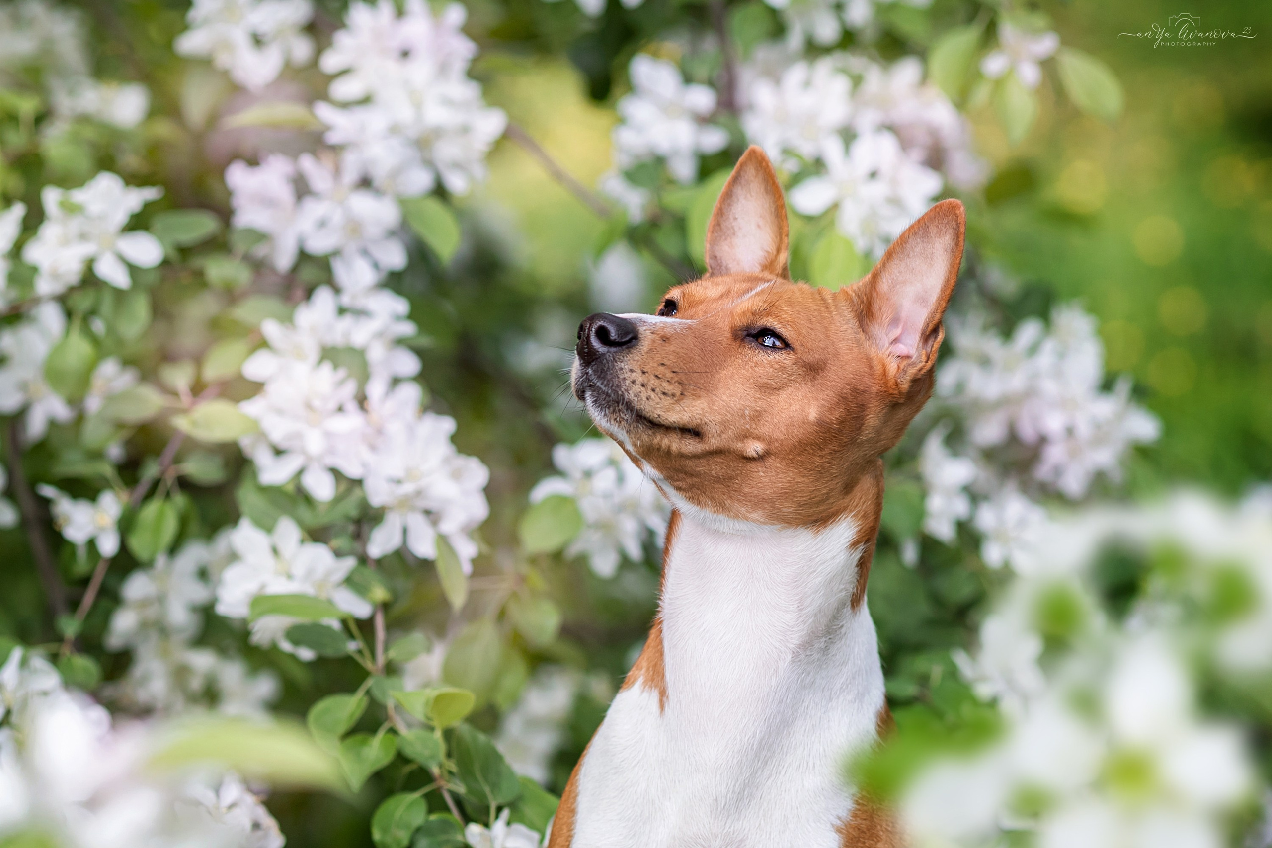 Яблони. Фотограф анималист Аня Ливанова | Рыбинск