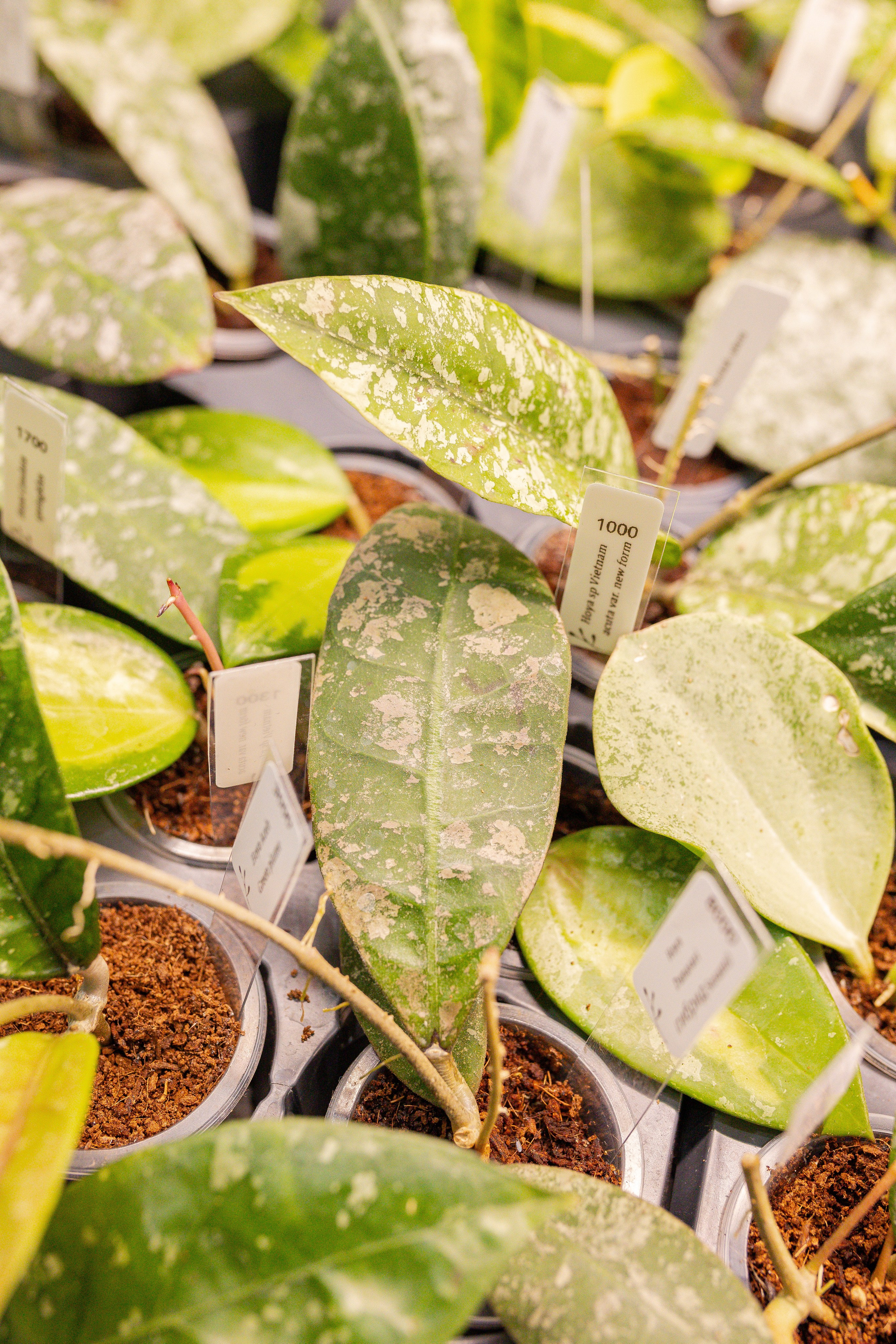 Монстериум апрель 2026. Александра Куликова фотограф, Москва