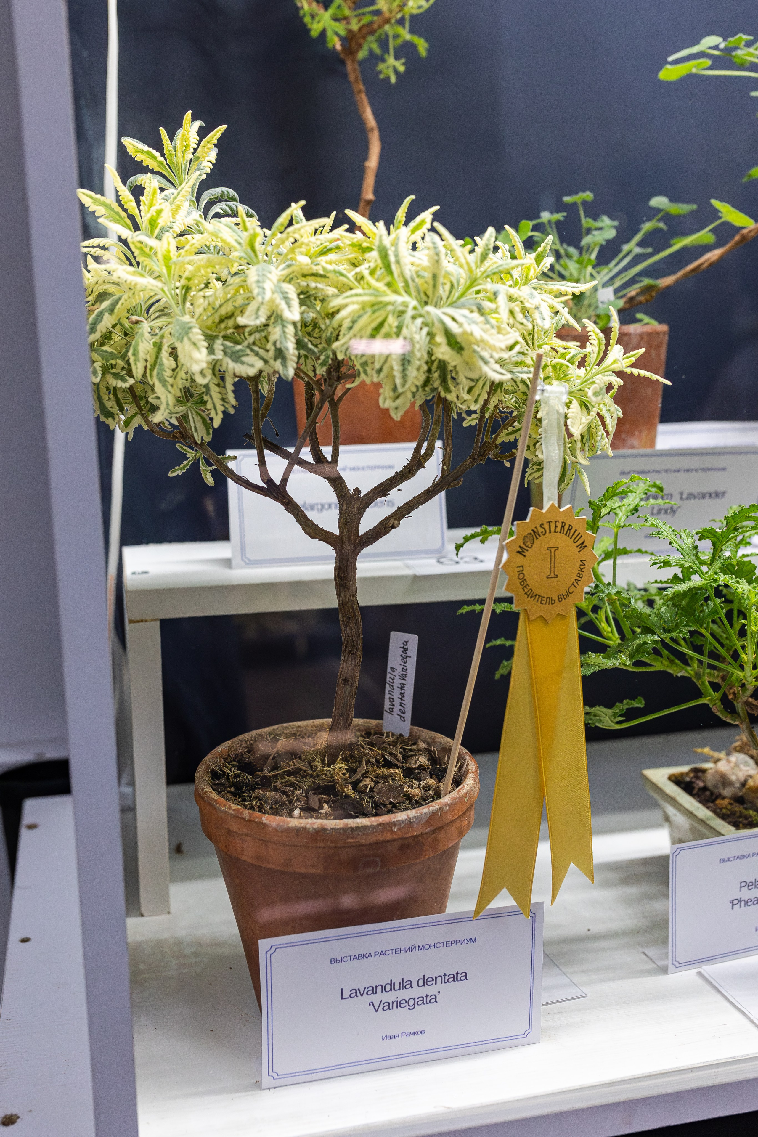 Монстериум апрель 2026. Александра Куликова фотограф, Москва