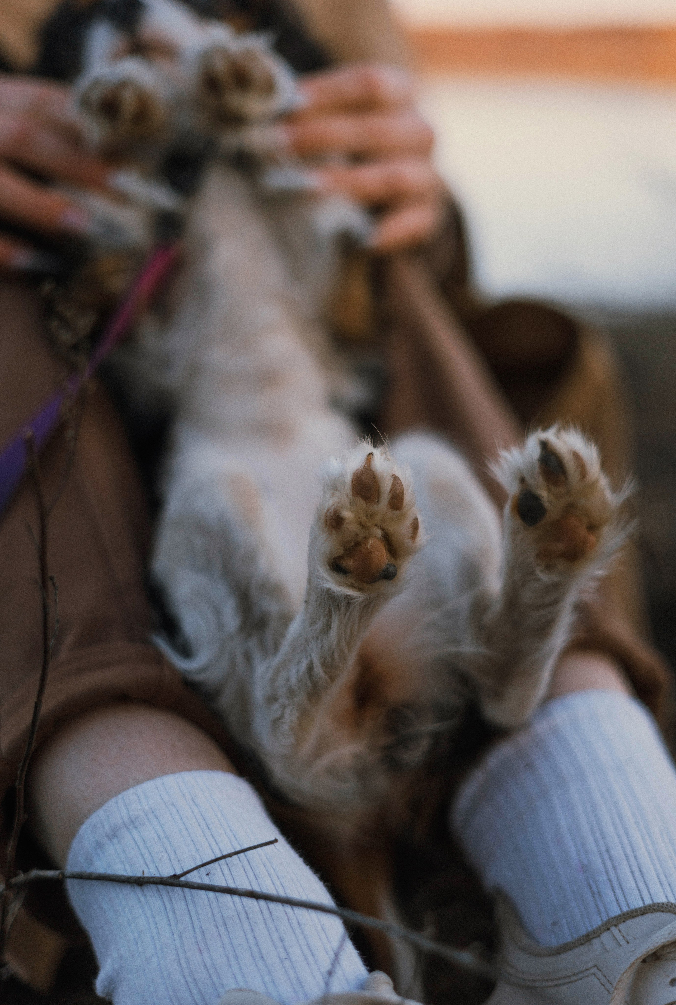 Ангелина и Йен. Фотограф-анималист Богданова Полина