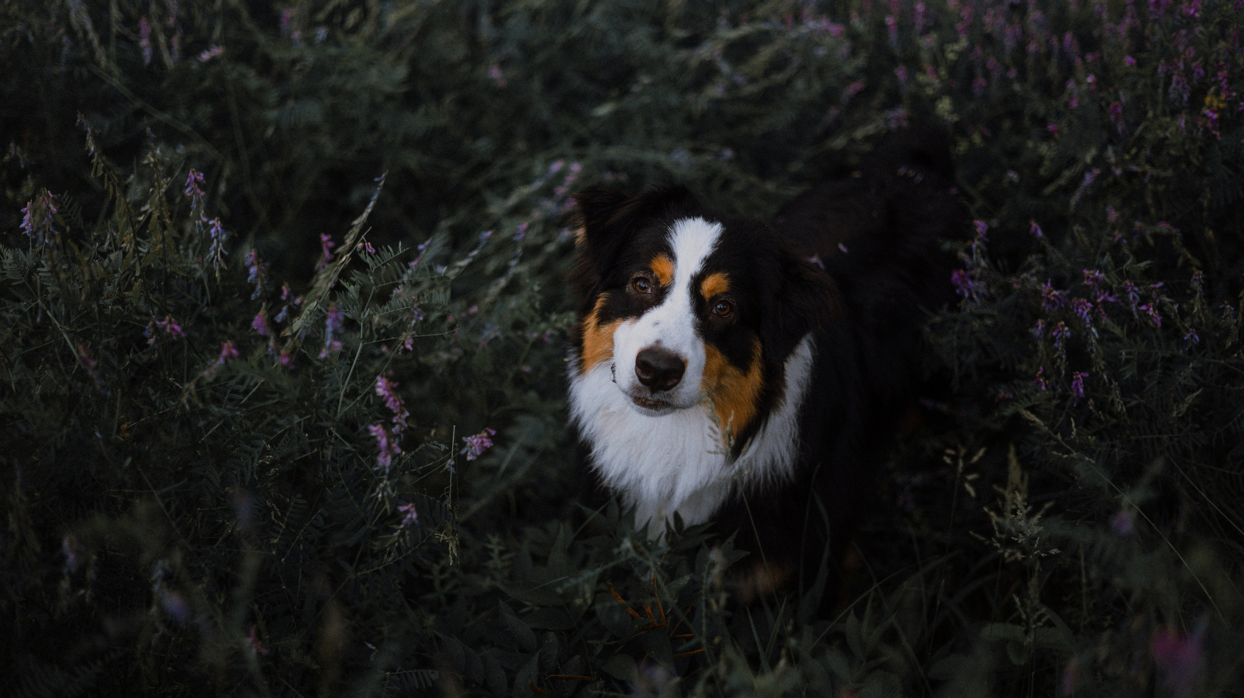 Яна и Уга. Фотограф-анималист Богданова Полина