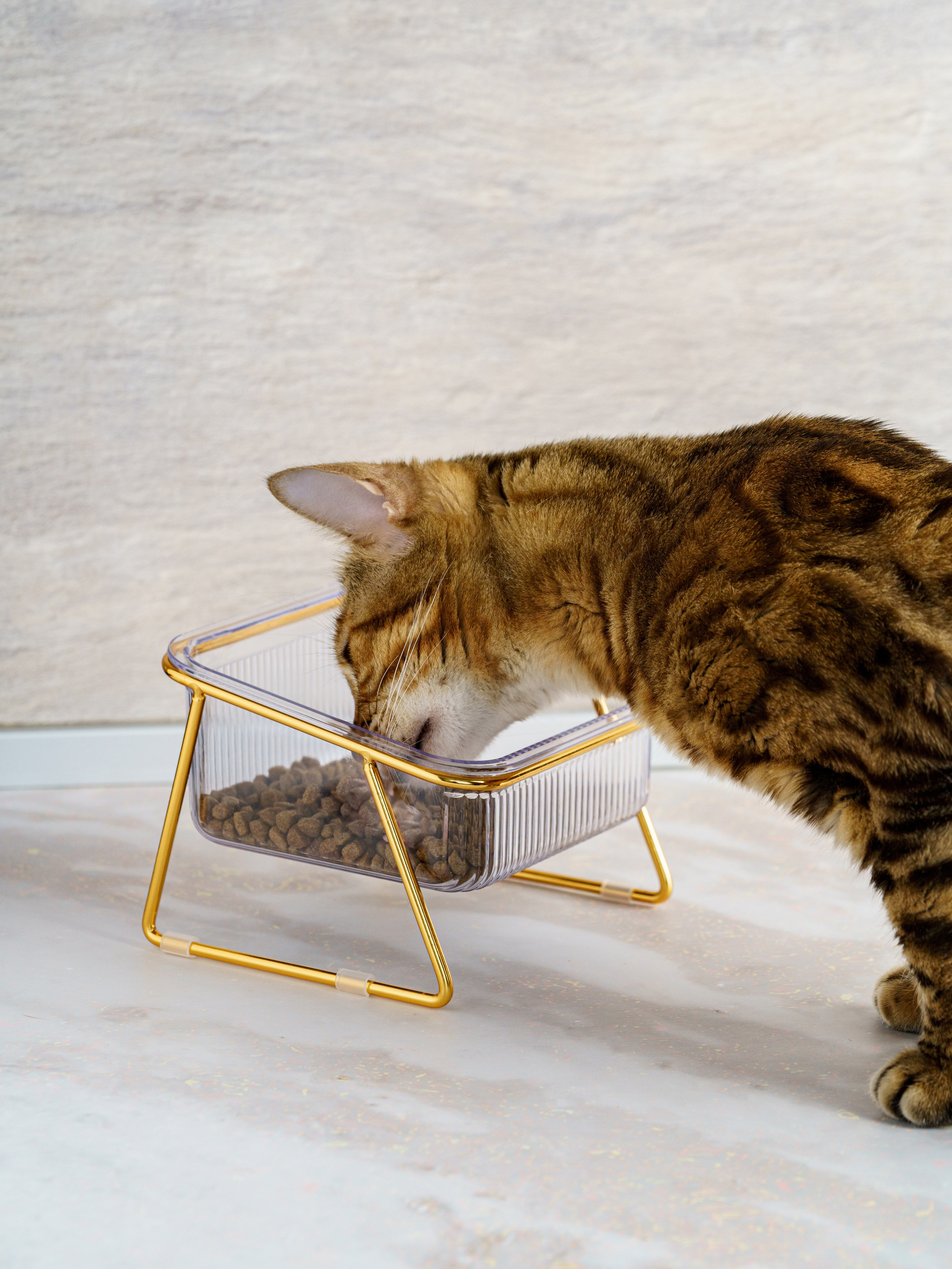 Съемки с животными. КЕД Студия-контент агентство полного цикла СПБ. Создаём фото, видео и контент, который помогает брендам и селлерам продавать больше