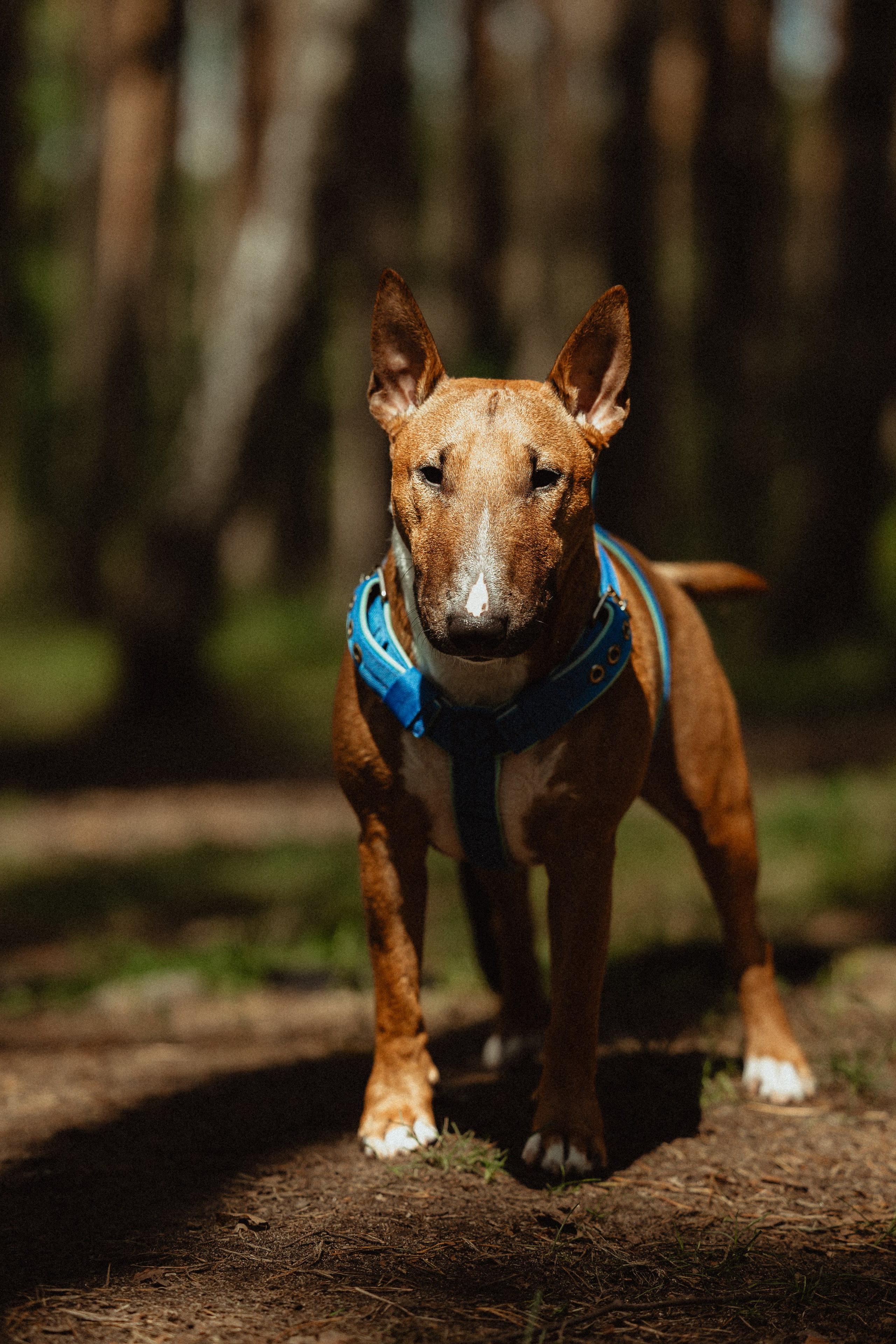 Выездной дог-тренинг от школы «Шерсть имею»