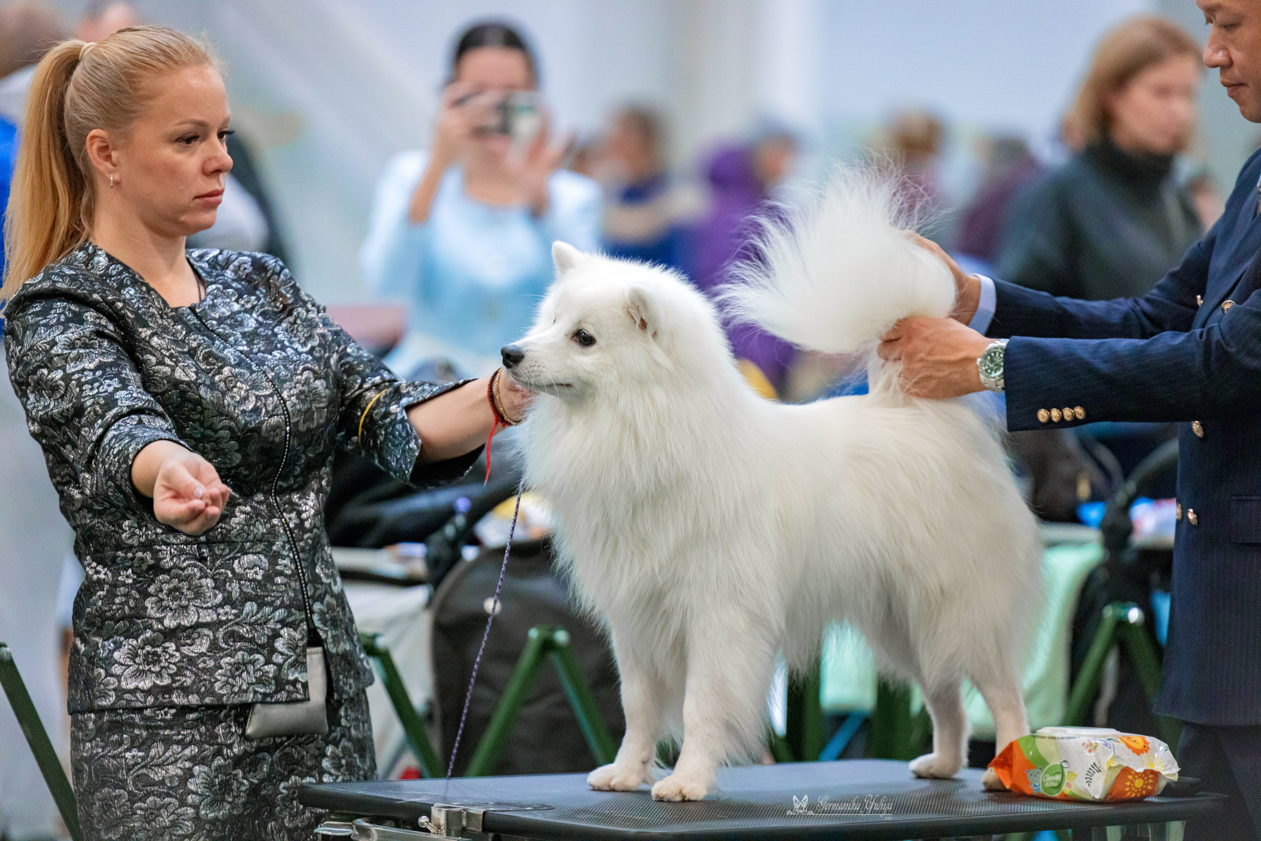 Сфера 29.10,Крокус 4.11,Сфера 12.11.2023. Фотограф-анималист Юлия Германика