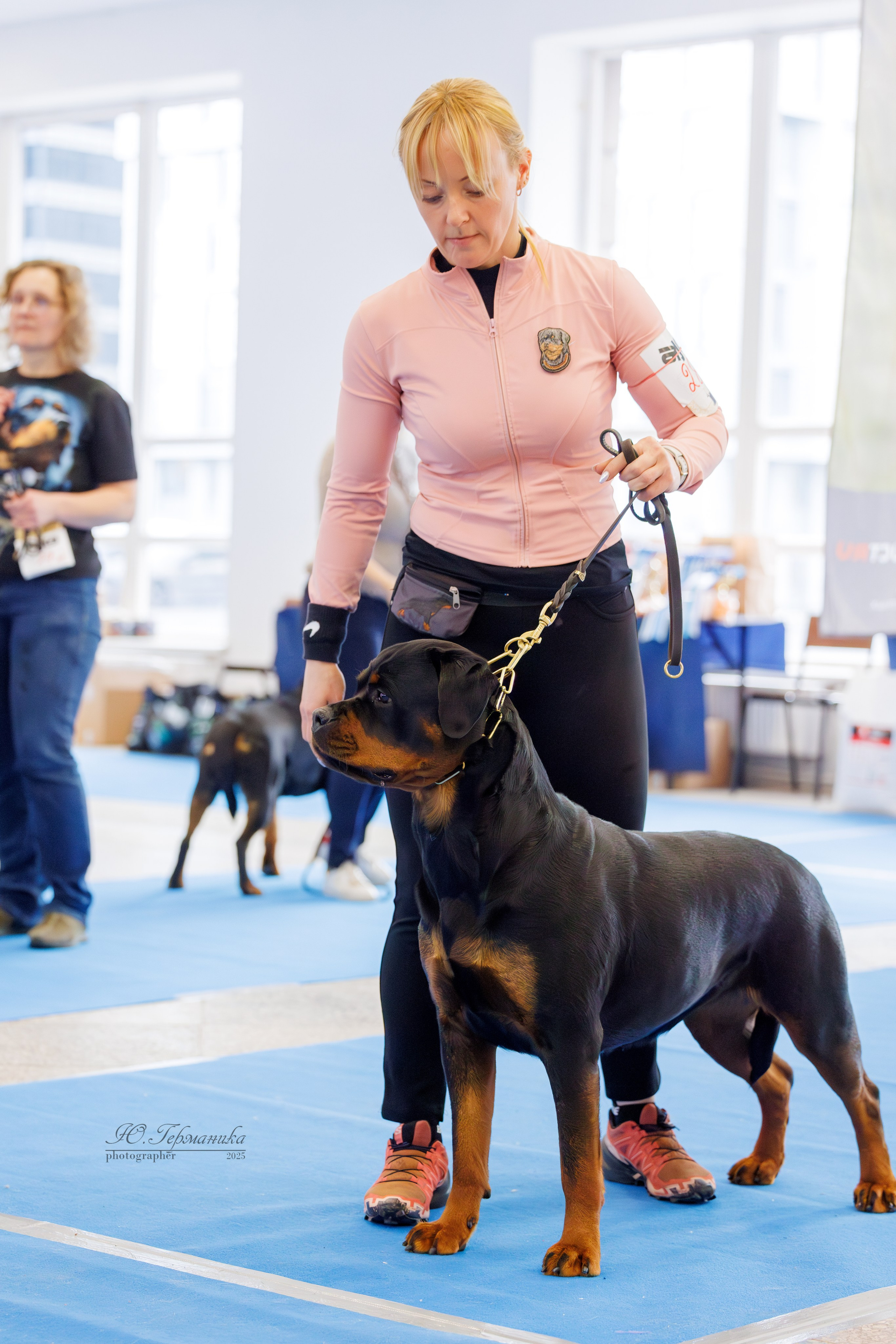Питер ротвейлеры 18.01,Крокус 19.01.2025. Фотограф-анималист Юлия Германика
