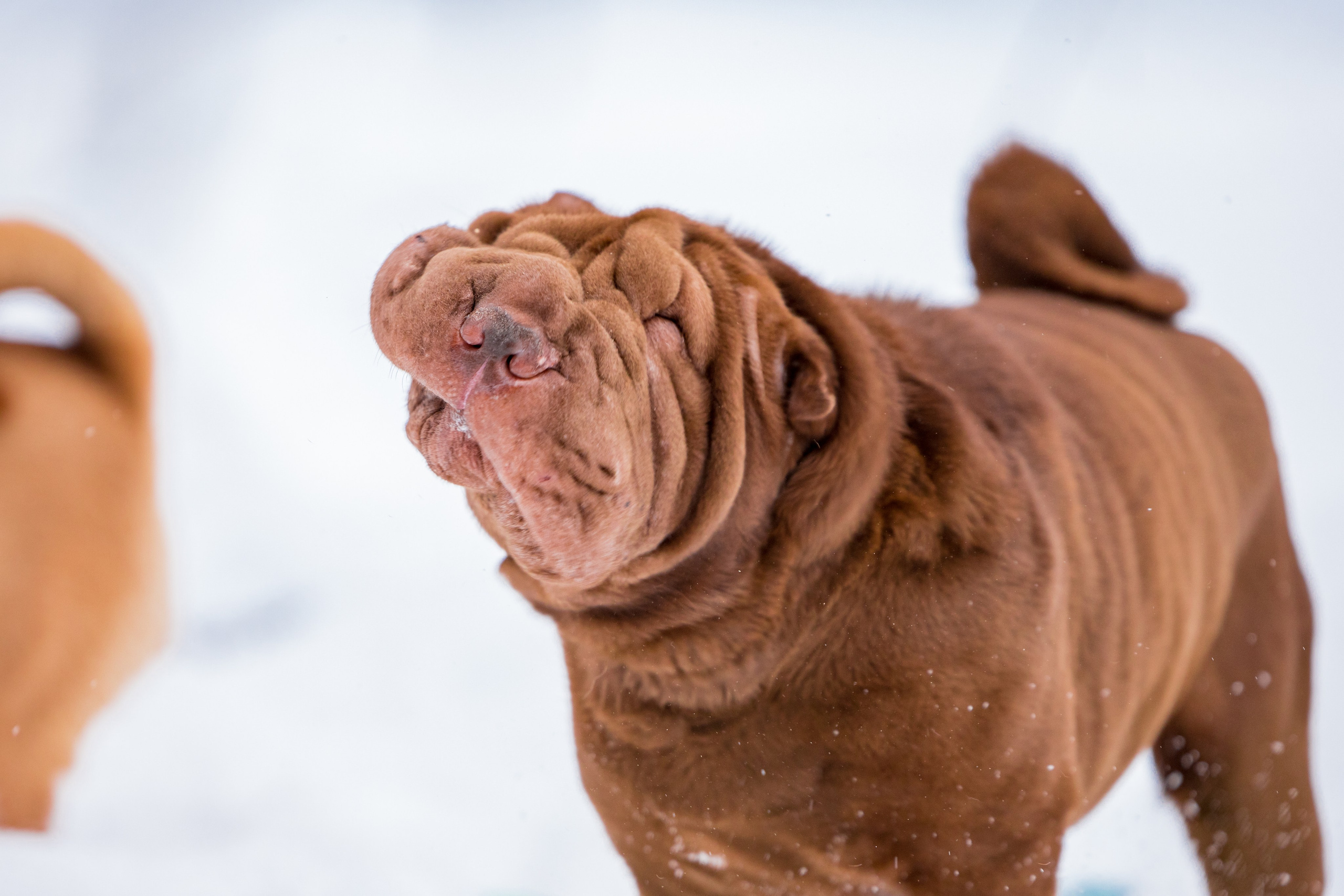 В гостях у шарпеев 16.01.2024. Фотограф-анималист Юлия Германика