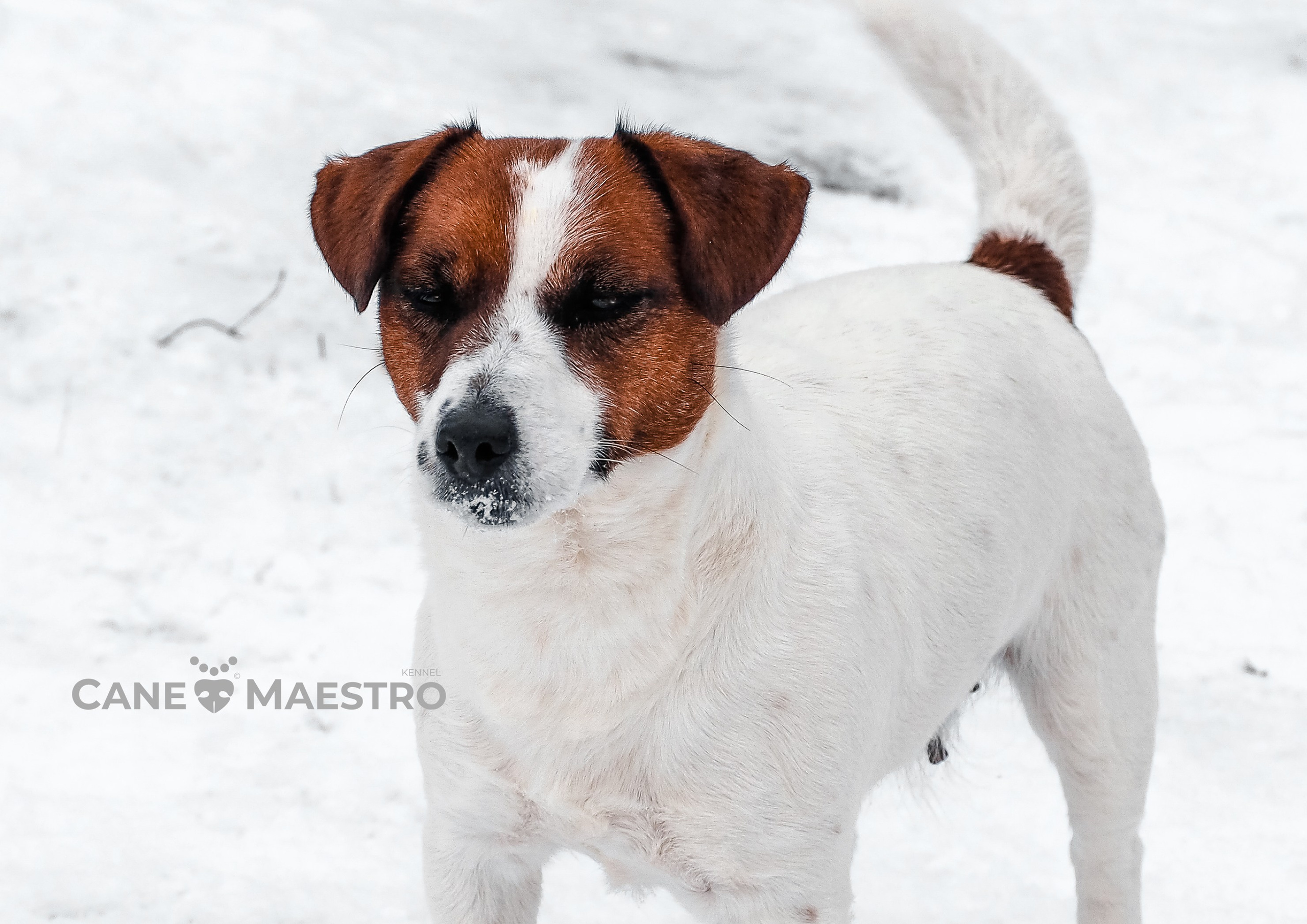 CANE MAESTRO ILANG-ILANG. CANE MAESTRO — kennel Jack Russell Terrier
