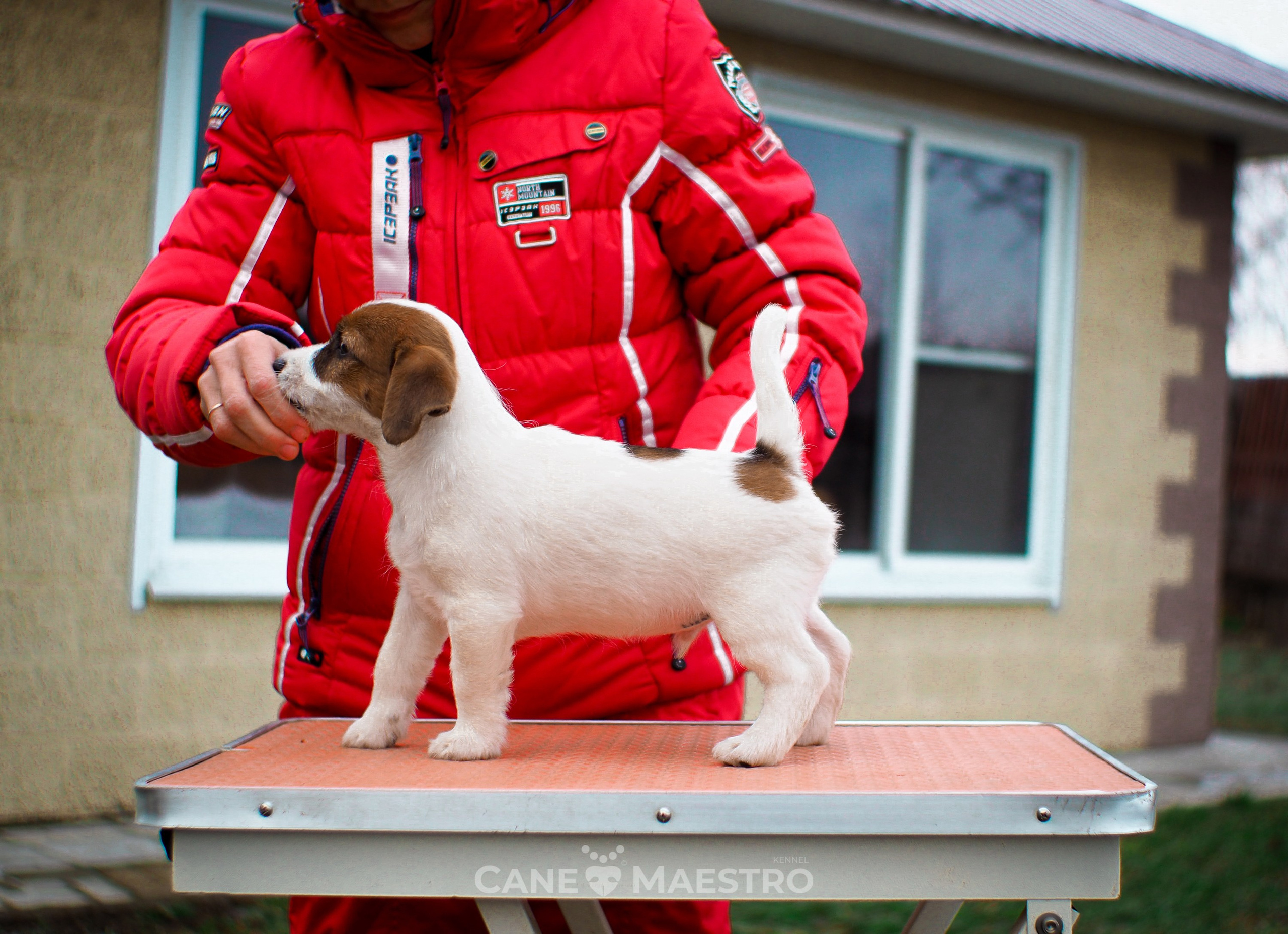 3КОБЛ_СНЕГОВИК. CANE MAESTRO — kennel Jack Russell Terrier