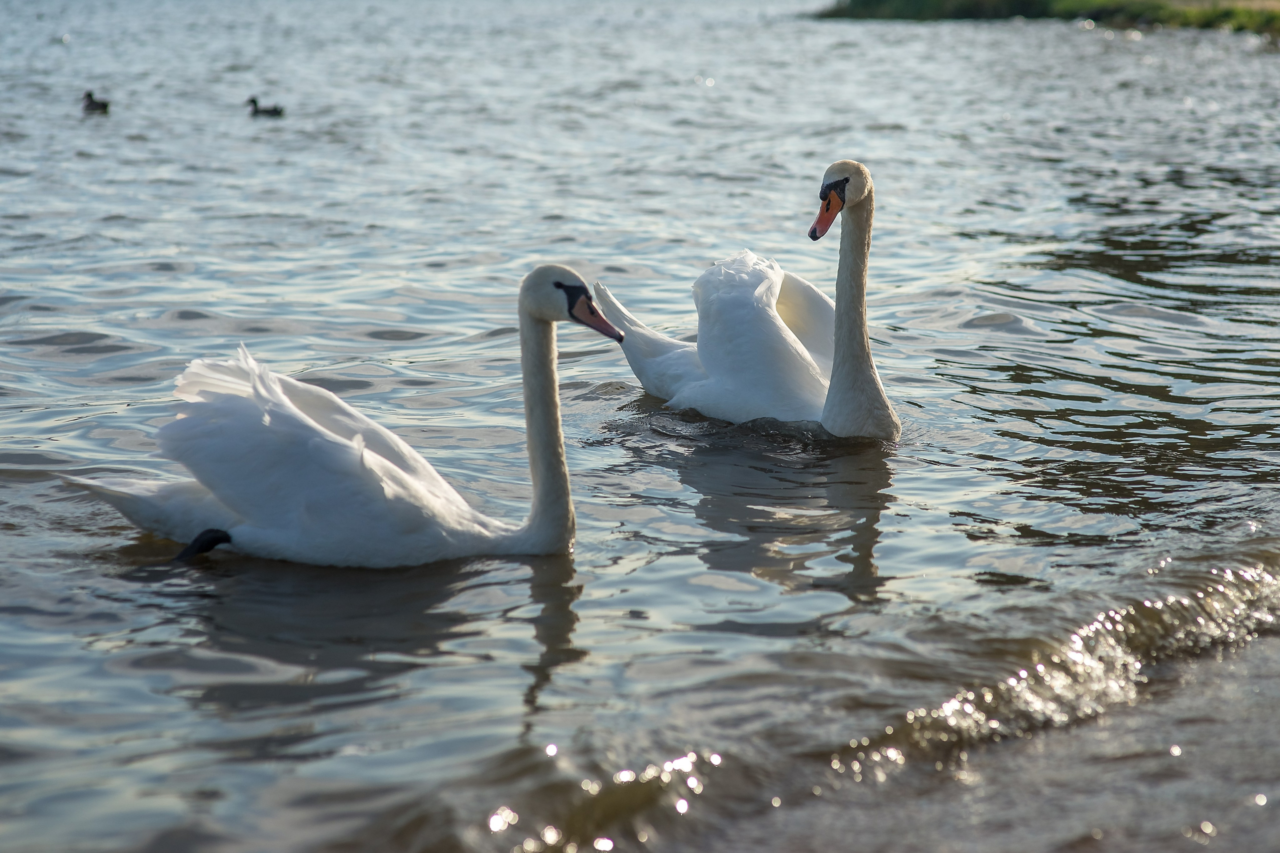 Озеро Нарочь. Беларусь.