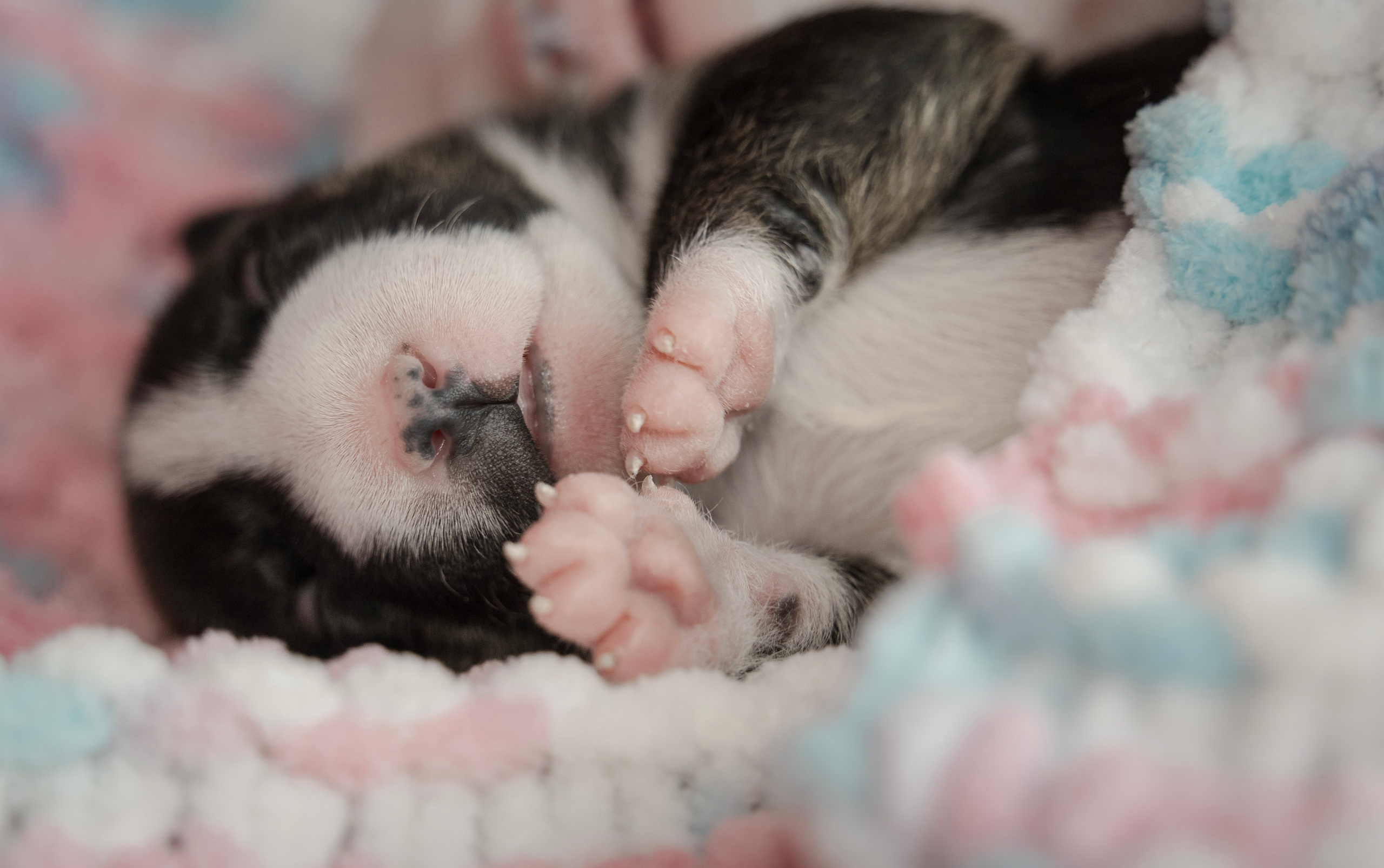 Ньюборн. Семейный фотограф анималист г. Находка