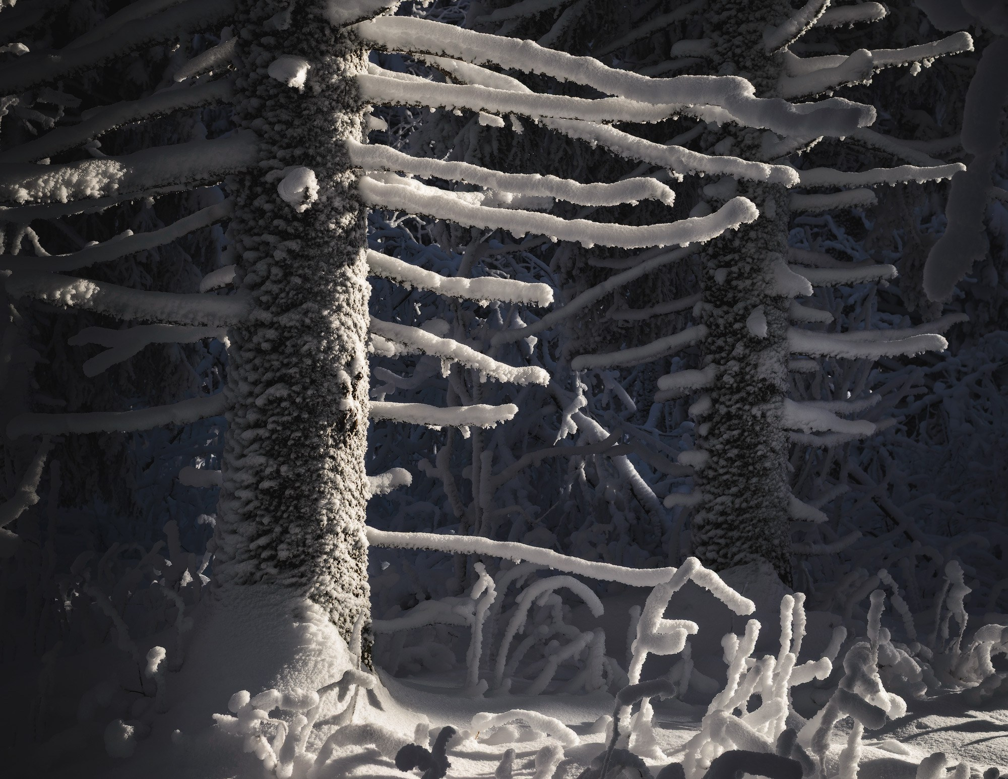 Темный зимний лес постепенно озаряется первыми лучами солнца на горе Белая  