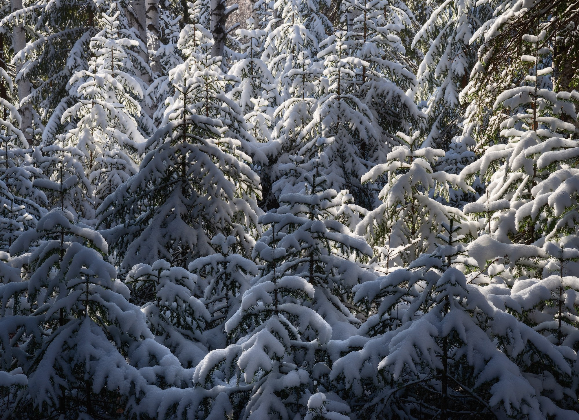 Молодые ели покрыты первым снегом - фото зимнего пейзажа на Урале.