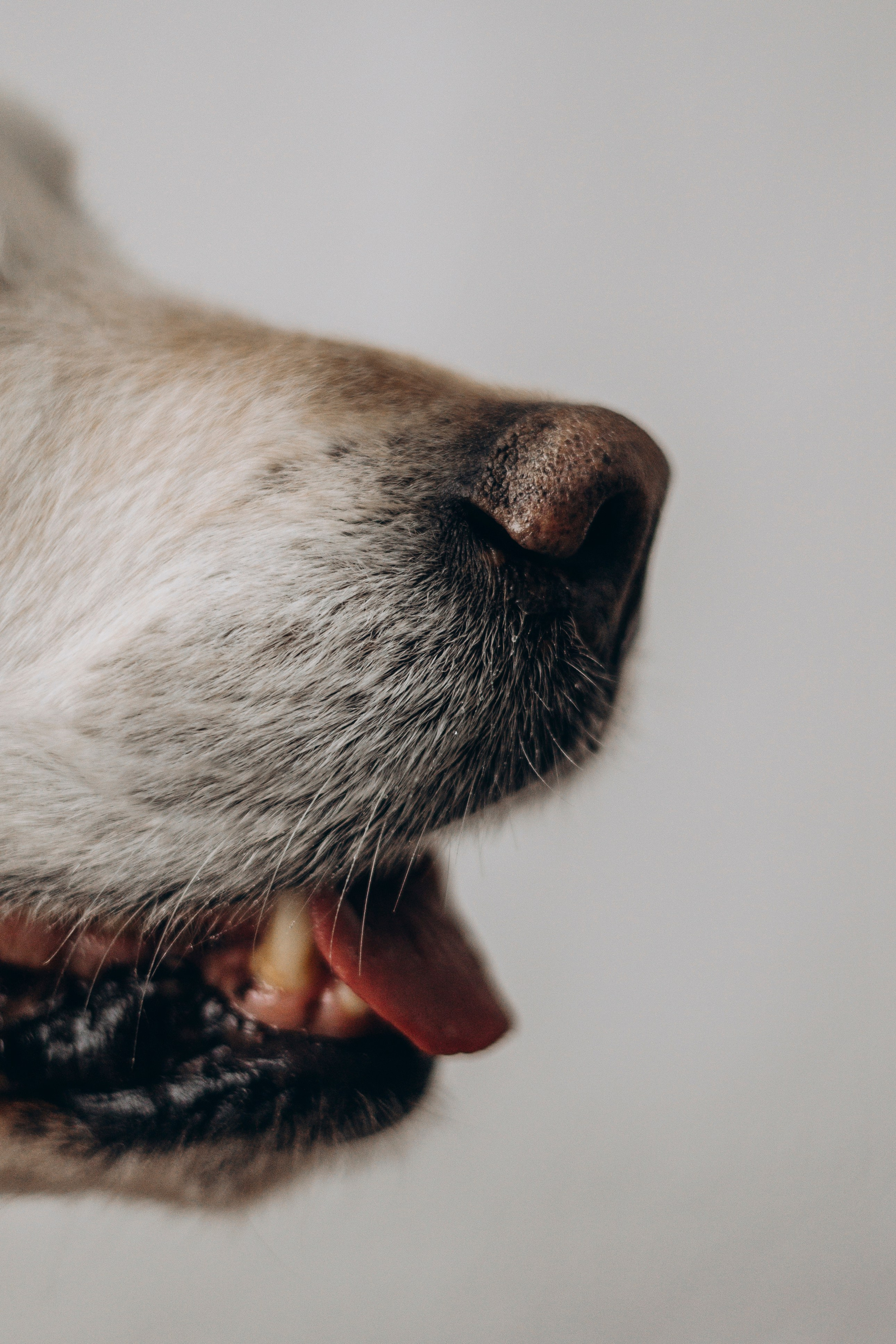 Ирина и Луна. Фотограф — Анималист | Санкт-Петербург