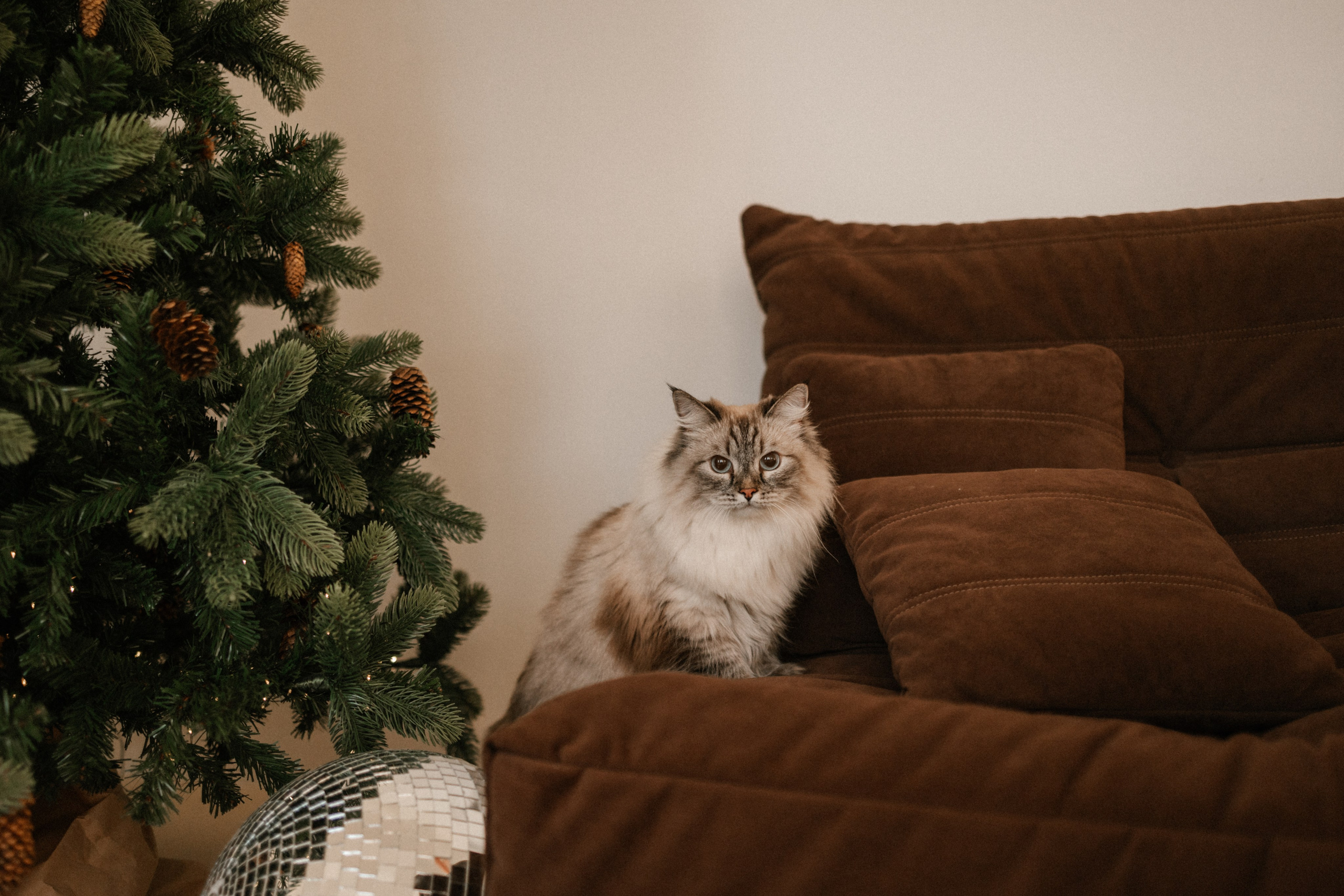 Камилла и ее девочки. Фотограф — Анималист | Санкт-Петербург