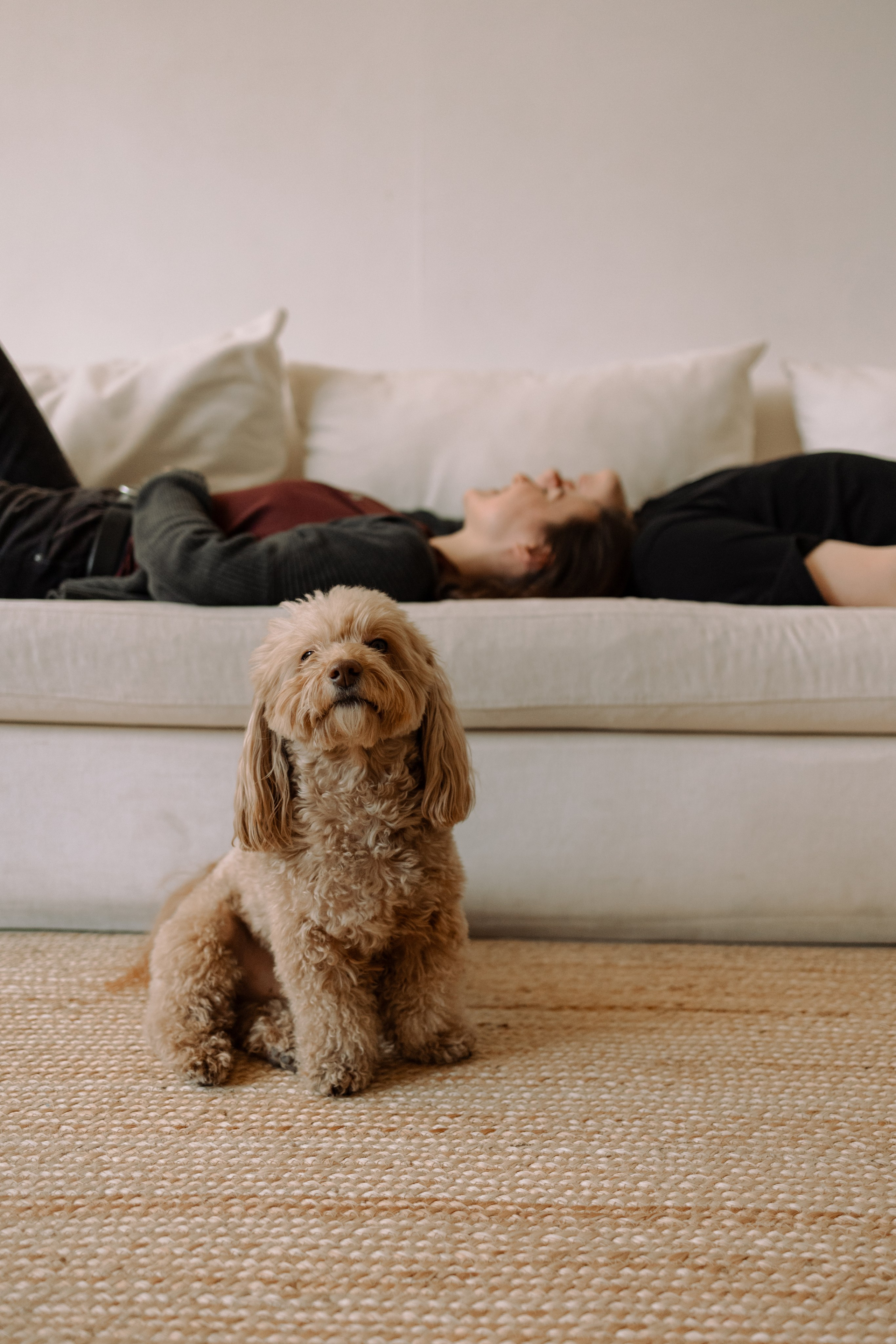 Шкипер и его семья. Фотограф — Анималист | Санкт-Петербург