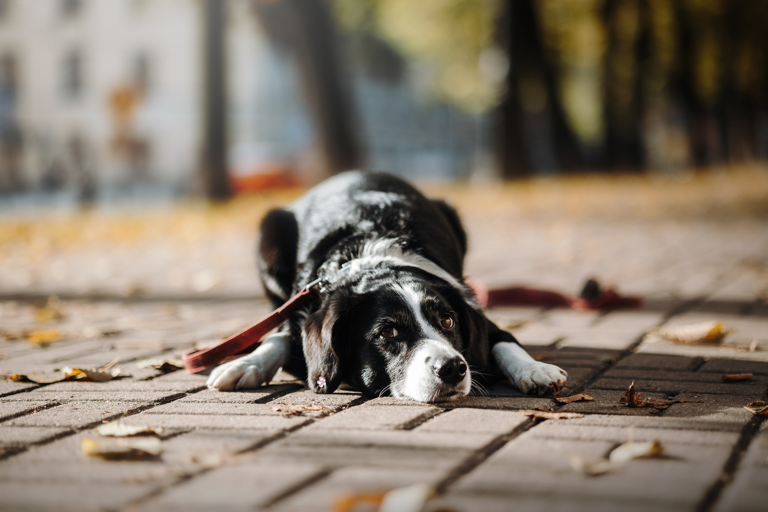 Мишель и ее семья. Фотограф — Анималист | Санкт-Петербург