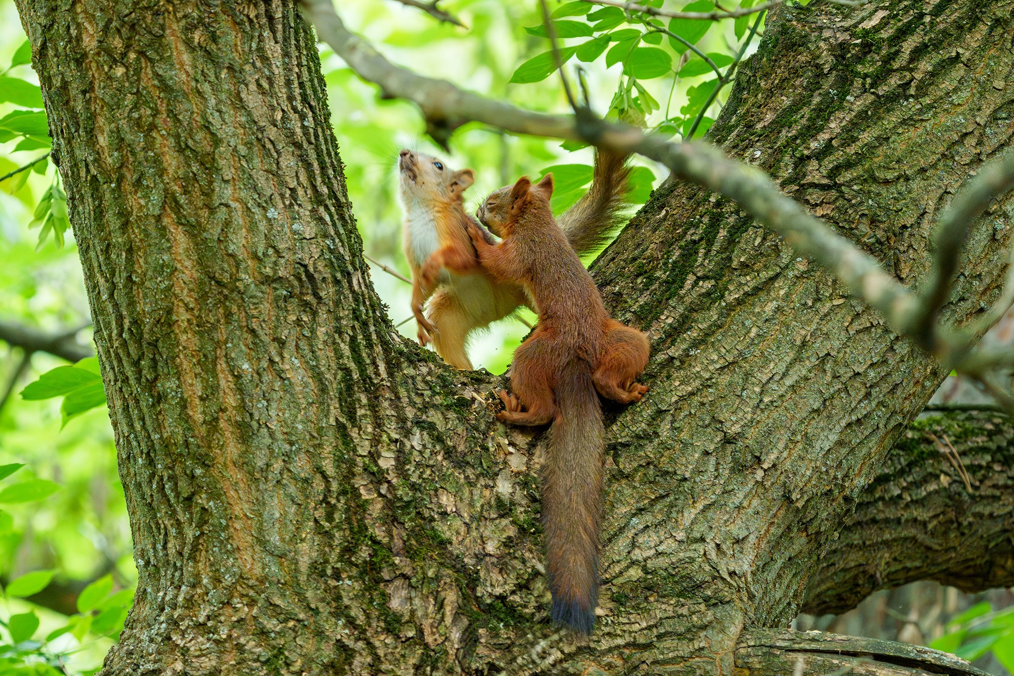 Животные. Ваш личный фотограф Марина Волкова