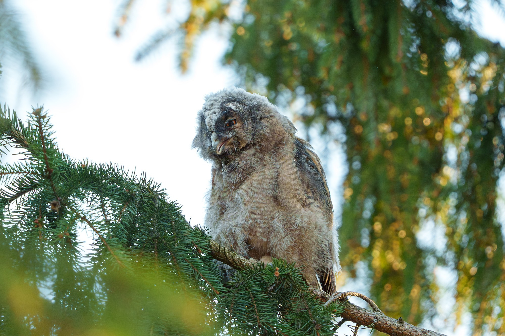 Удивительные мир птиц. Вокруг нас столько прекрасного — присмотритесь!. Ваш личный фотограф Марина Волкова
