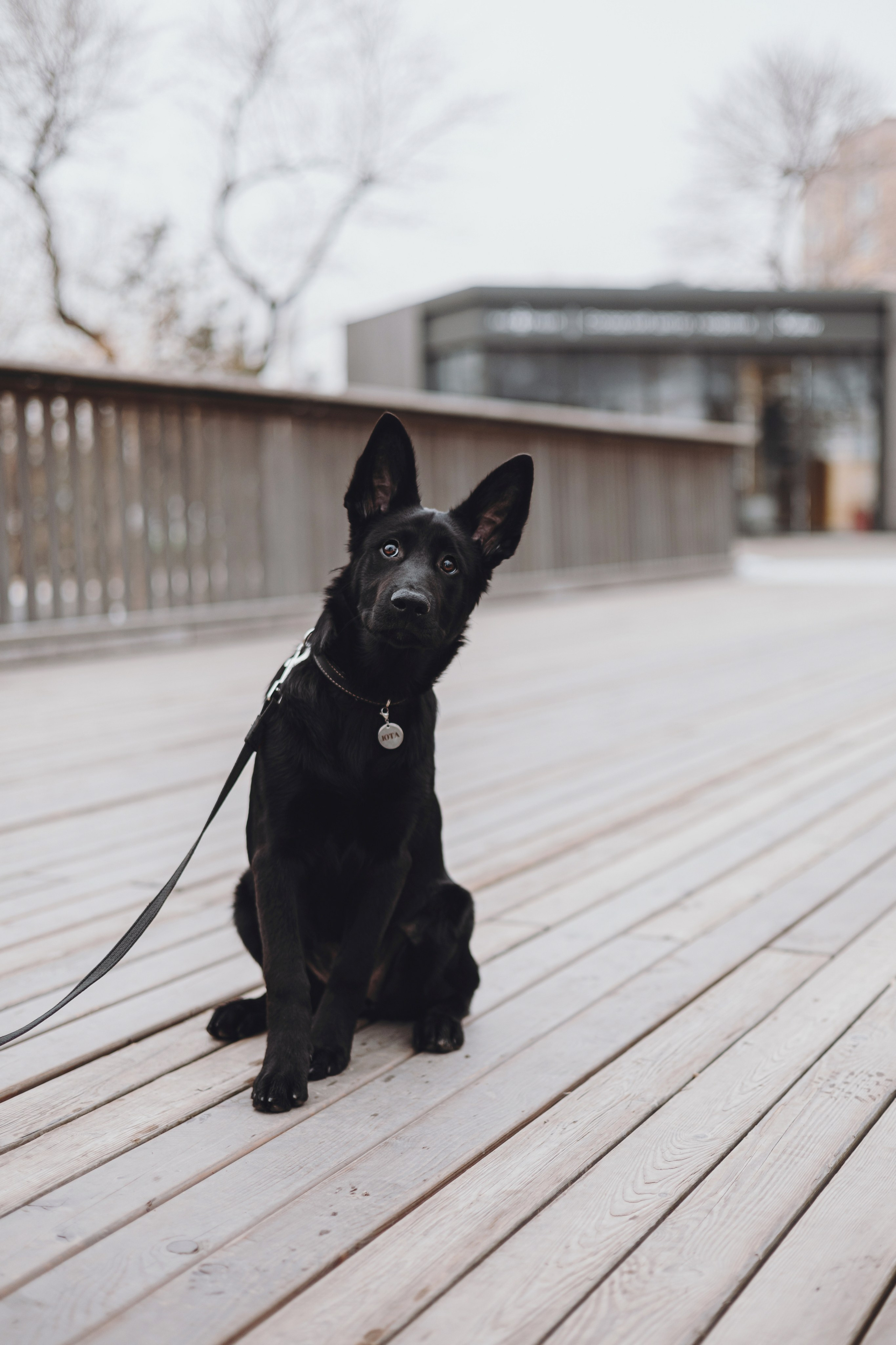 Ксения и Юта. Фотограф — анималист Владивосток, Алина