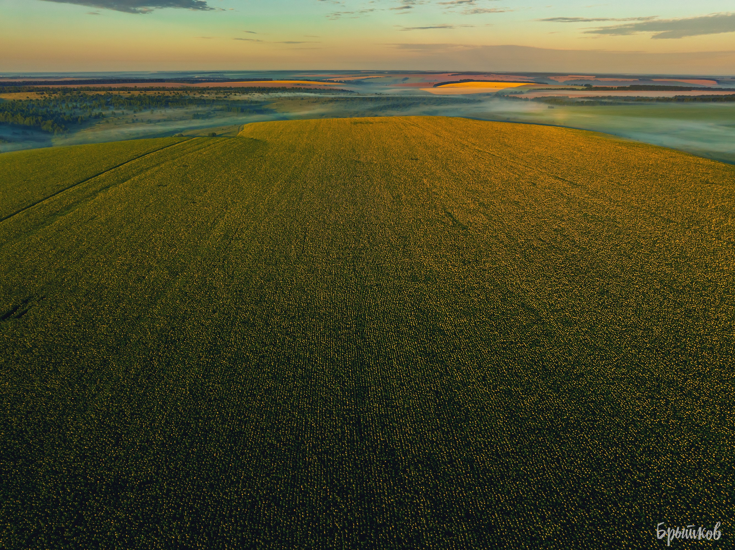 Поля. Подсолнухи. Николай Брытков — фотограф в Туле