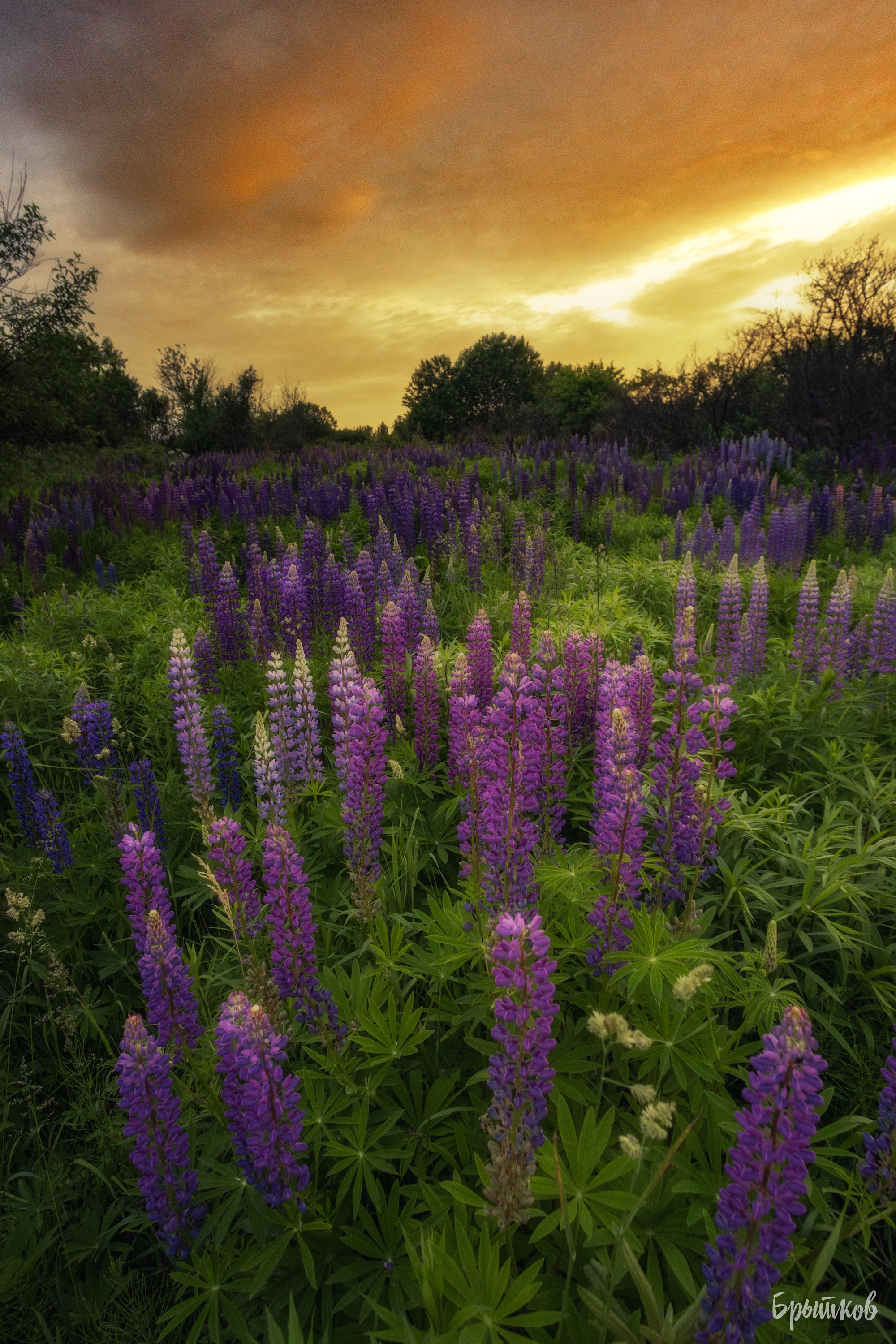 люпины Тульская область