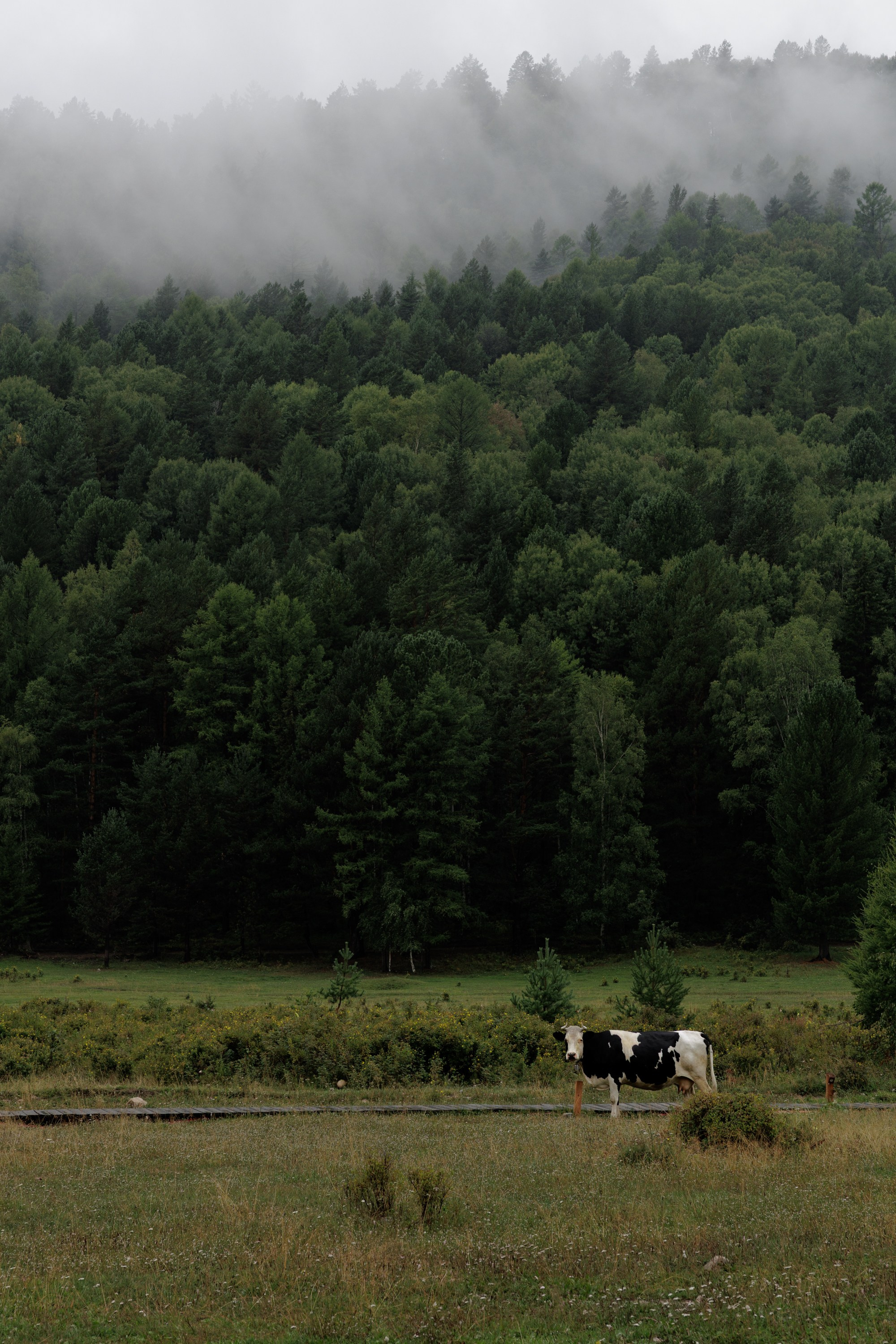 Свадьбы. Свадебный фотограф