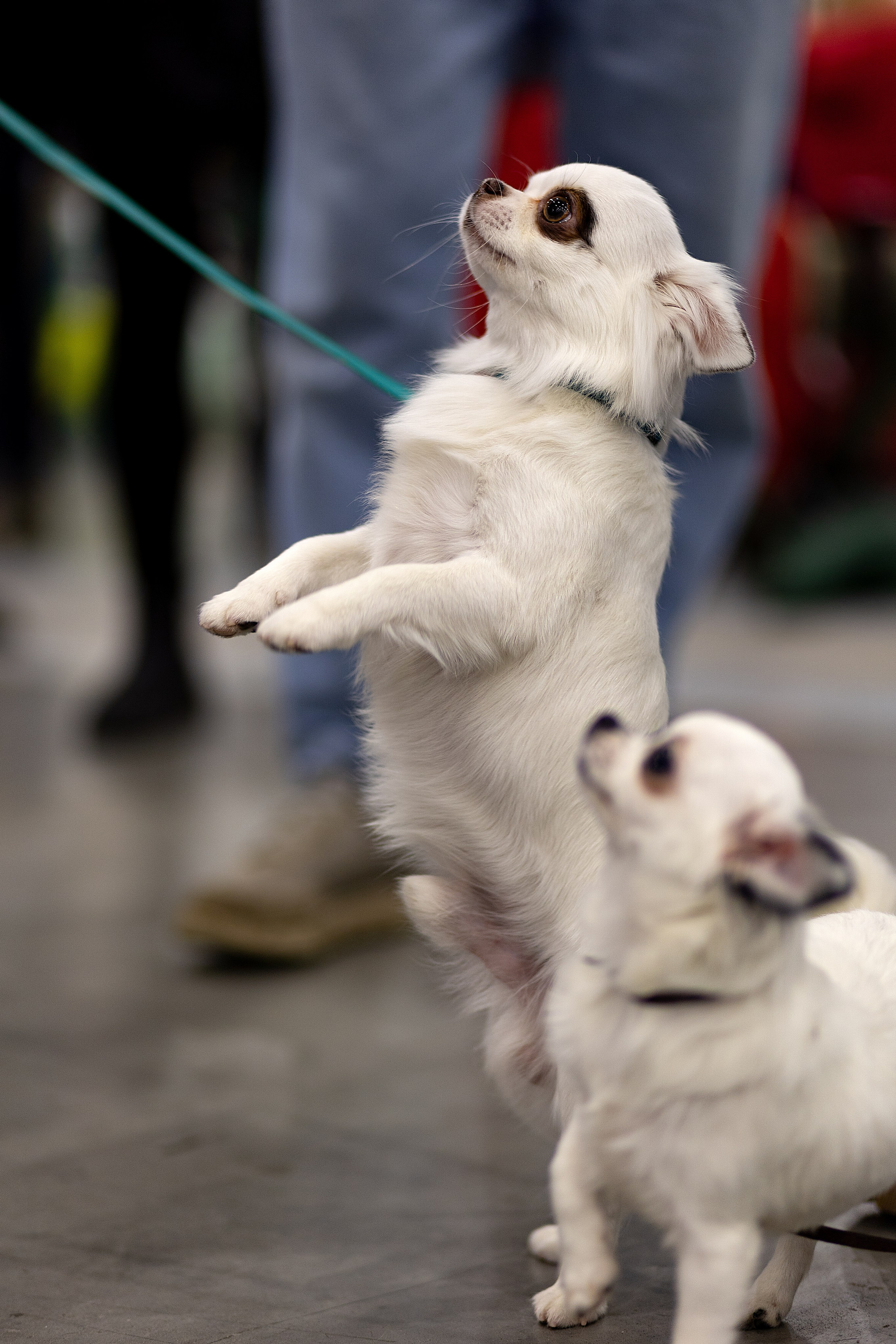 Анималистика