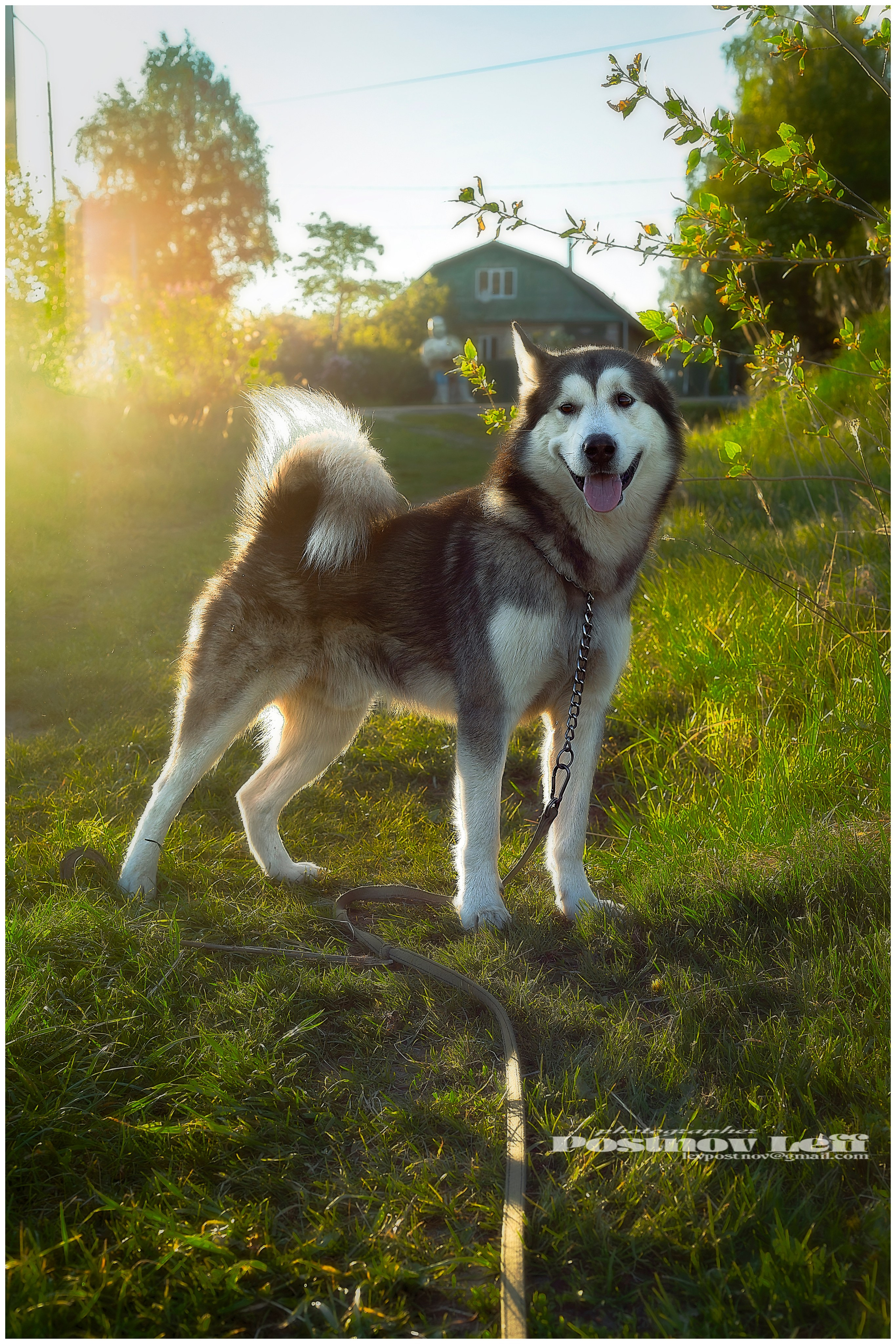 Мои маламуты.Ярик. Лев Постнов.Фотограф. Нижний Новгород