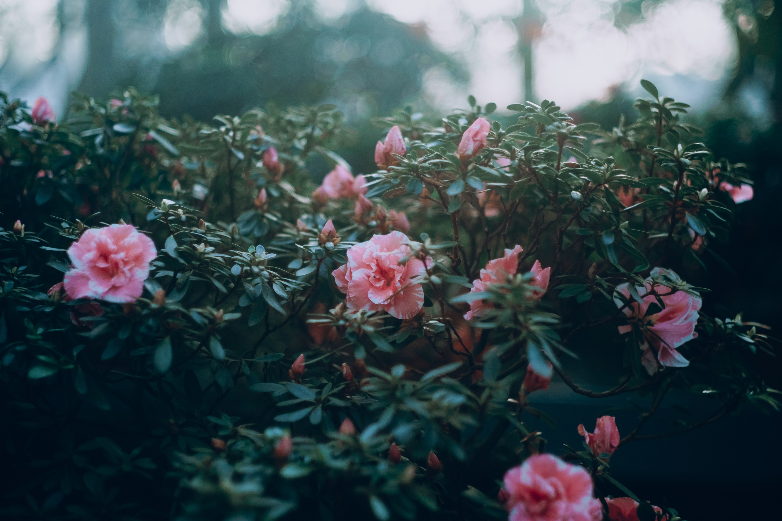 Botanical. Портретный и свадебный фотограф в Москве и Санкт-Петербурге. Учитель фотографии онлайн и оффлайн
