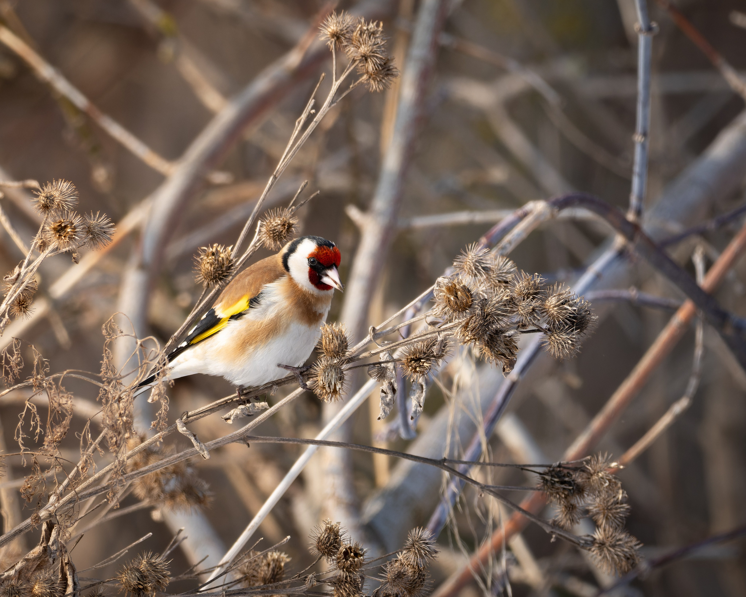 Voronezh 2025. Anton Chernov | Wildlife photographer